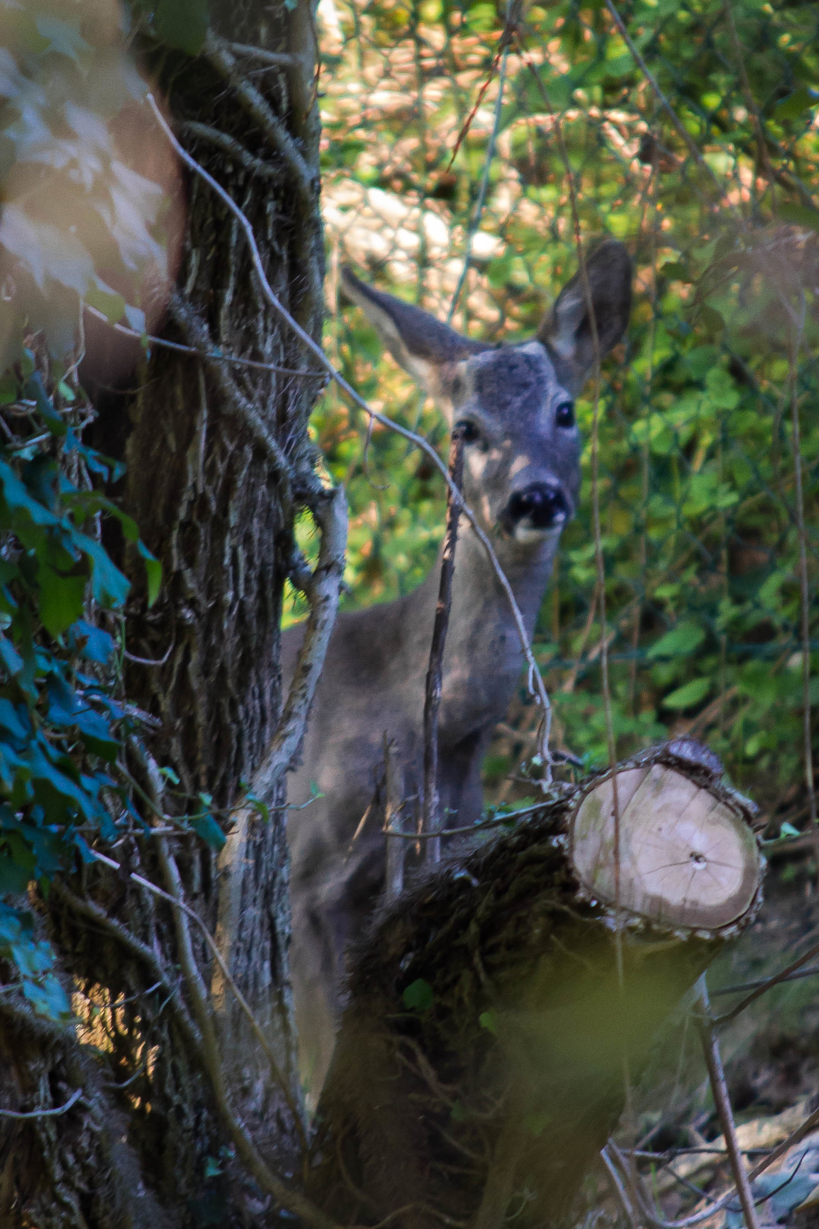Capriolo making cuckoo