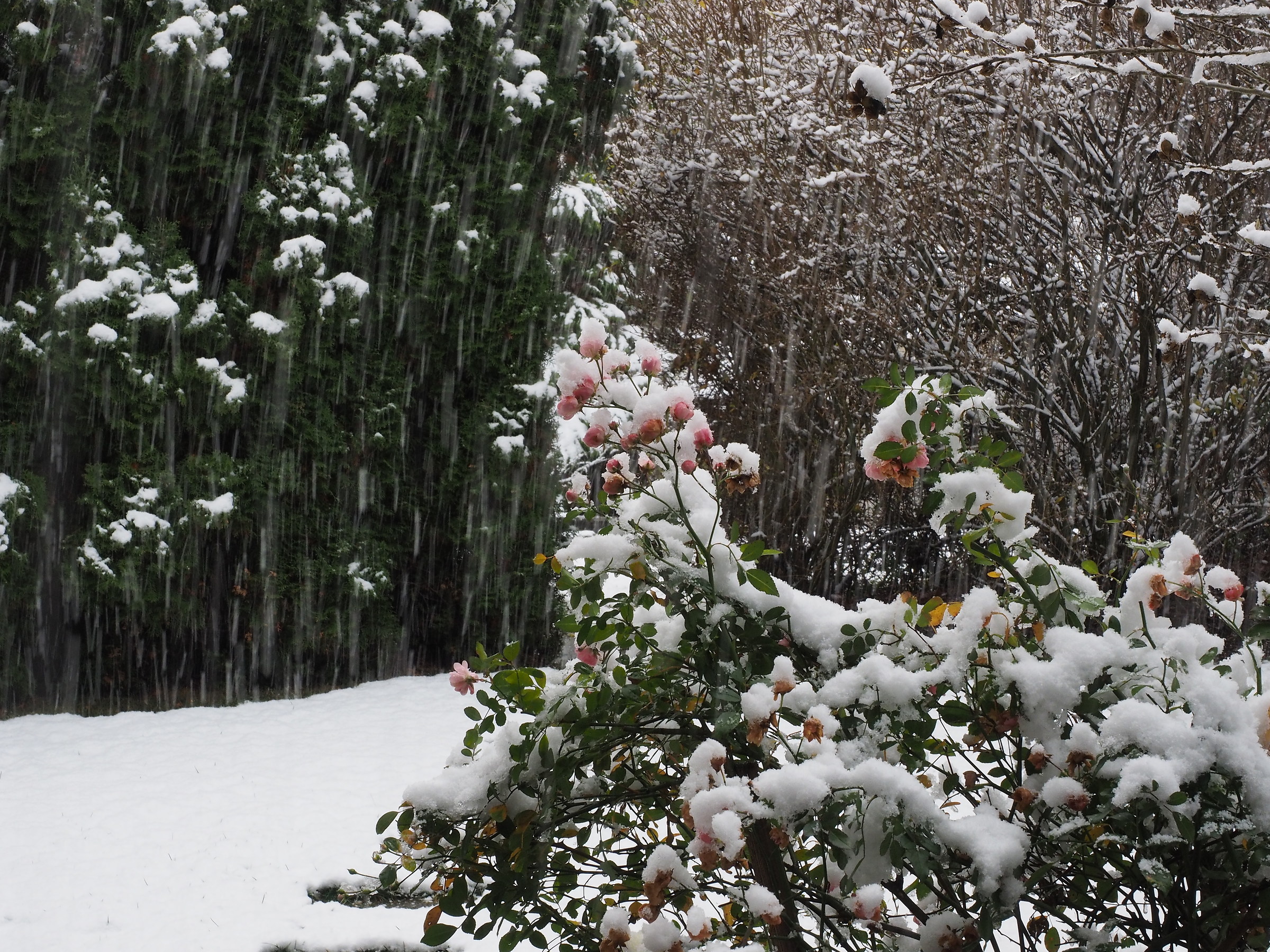 The first snowfall 2015