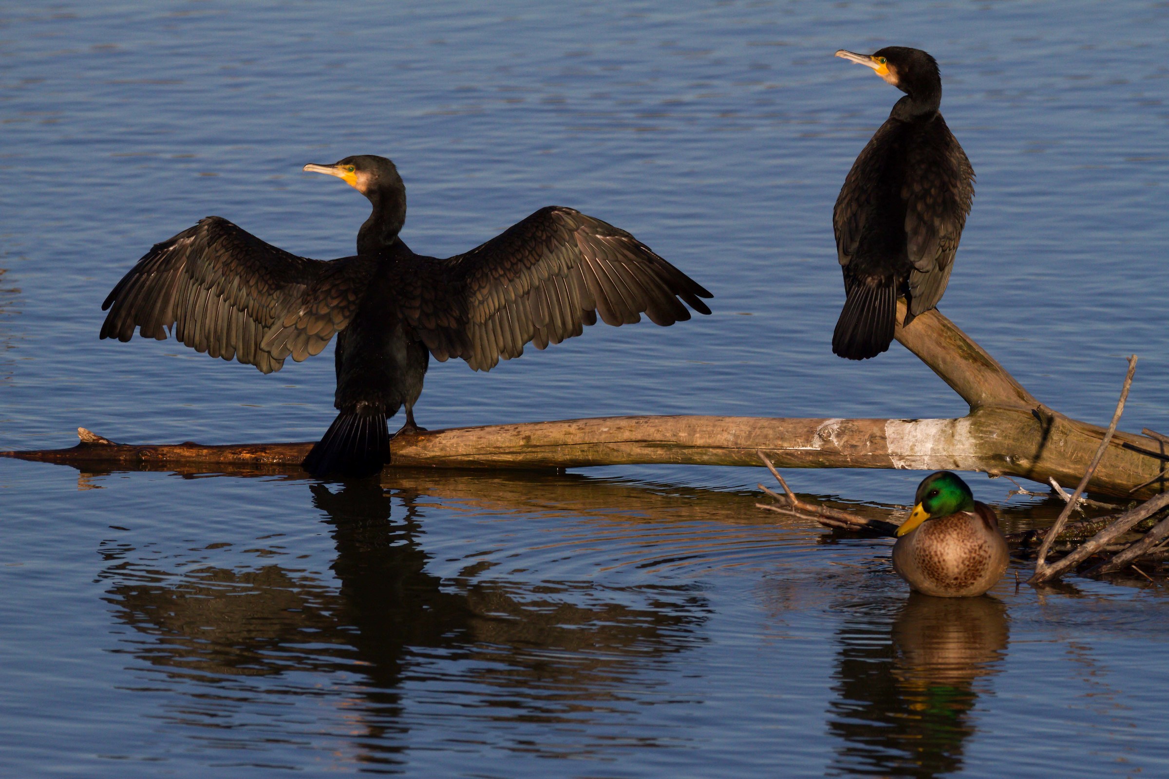 Coppia di cormorani e...