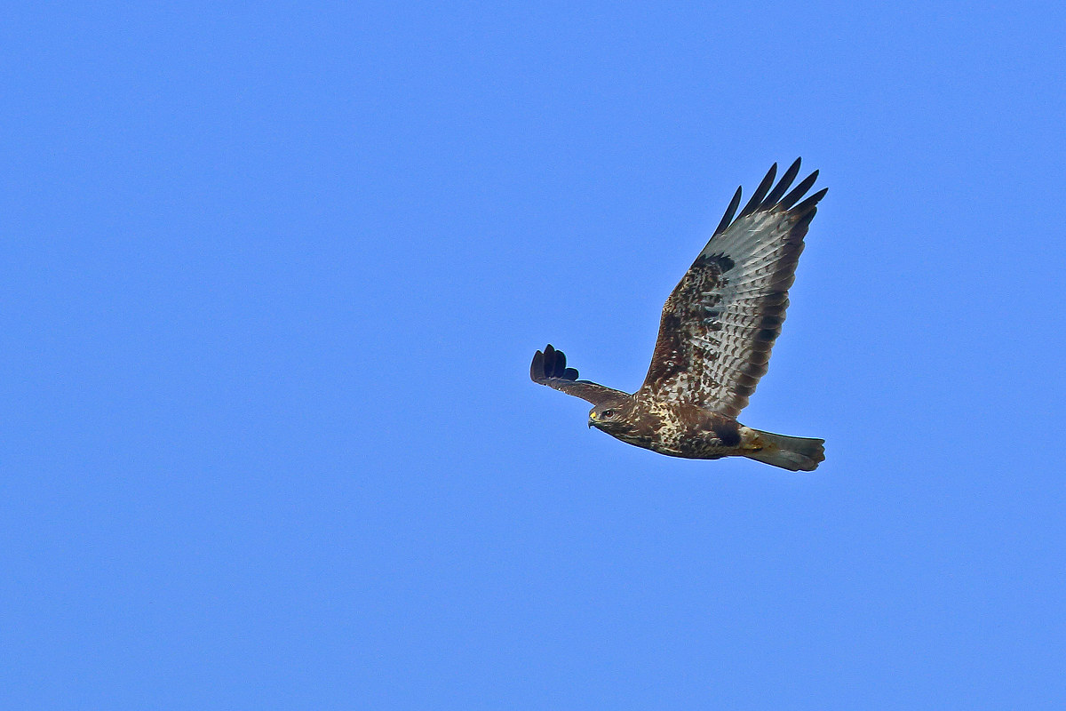 buzzard