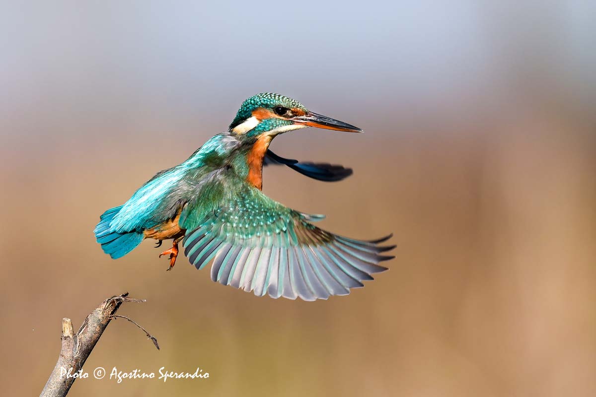 Kingfisher (Alcedo atthis)
