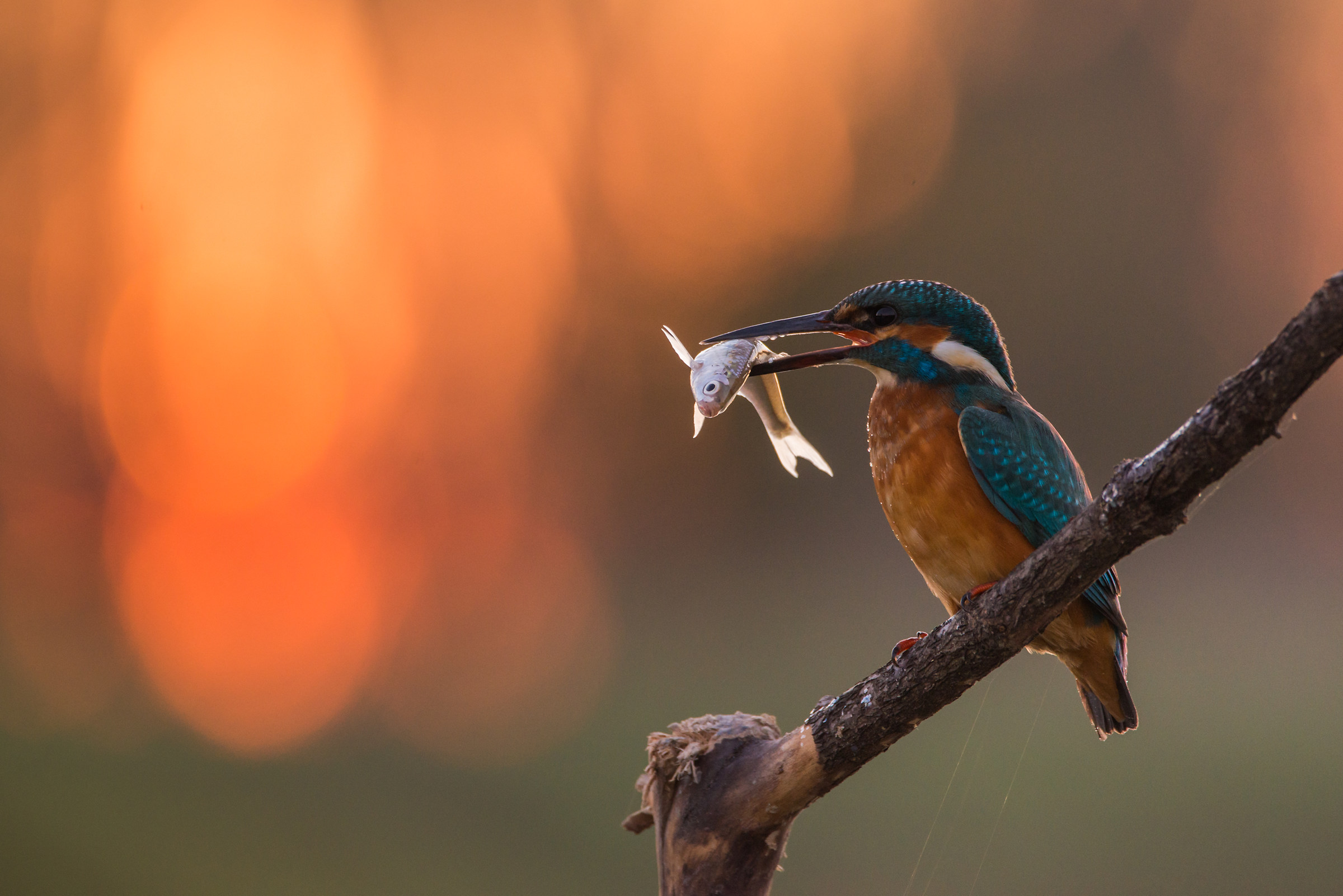 Martin al tramonto  1