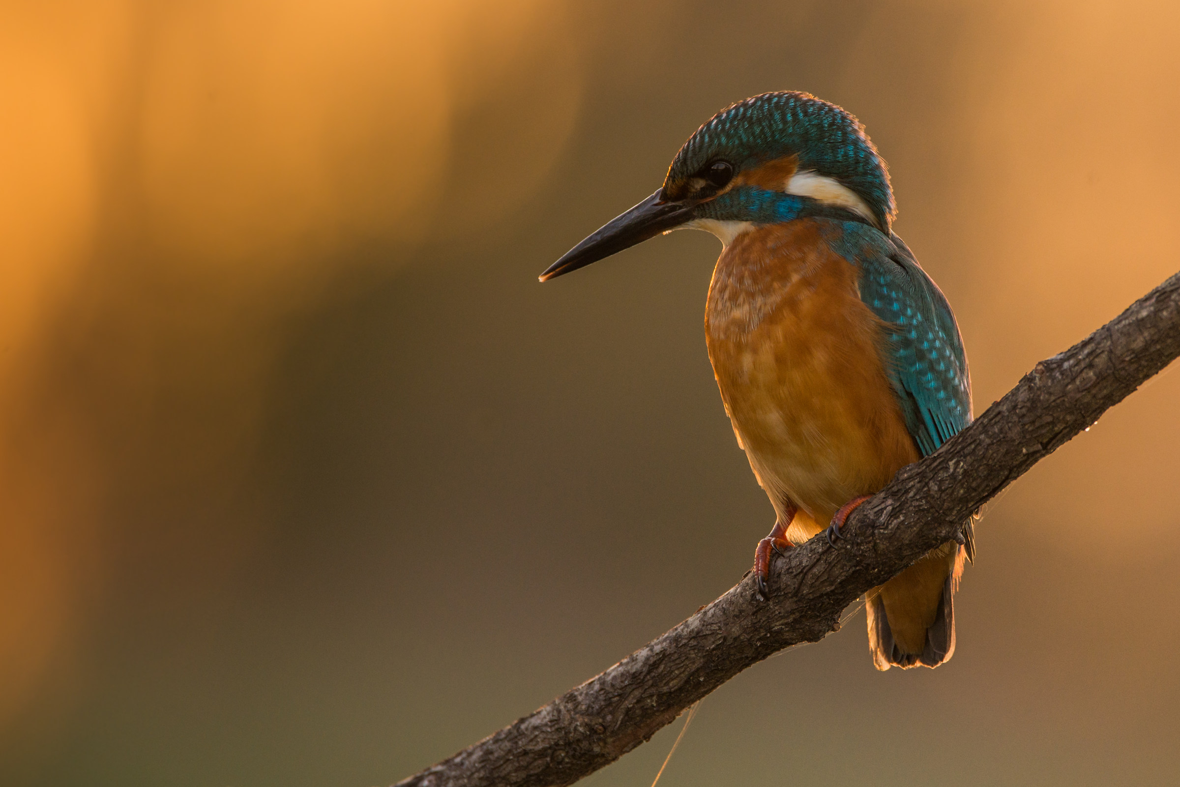 Martin al tramonto 2