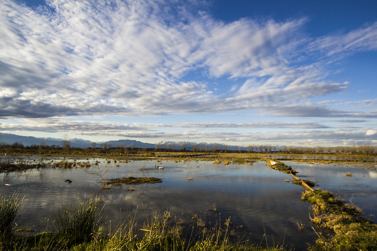 Swamp of storks Racconigi (Turin)