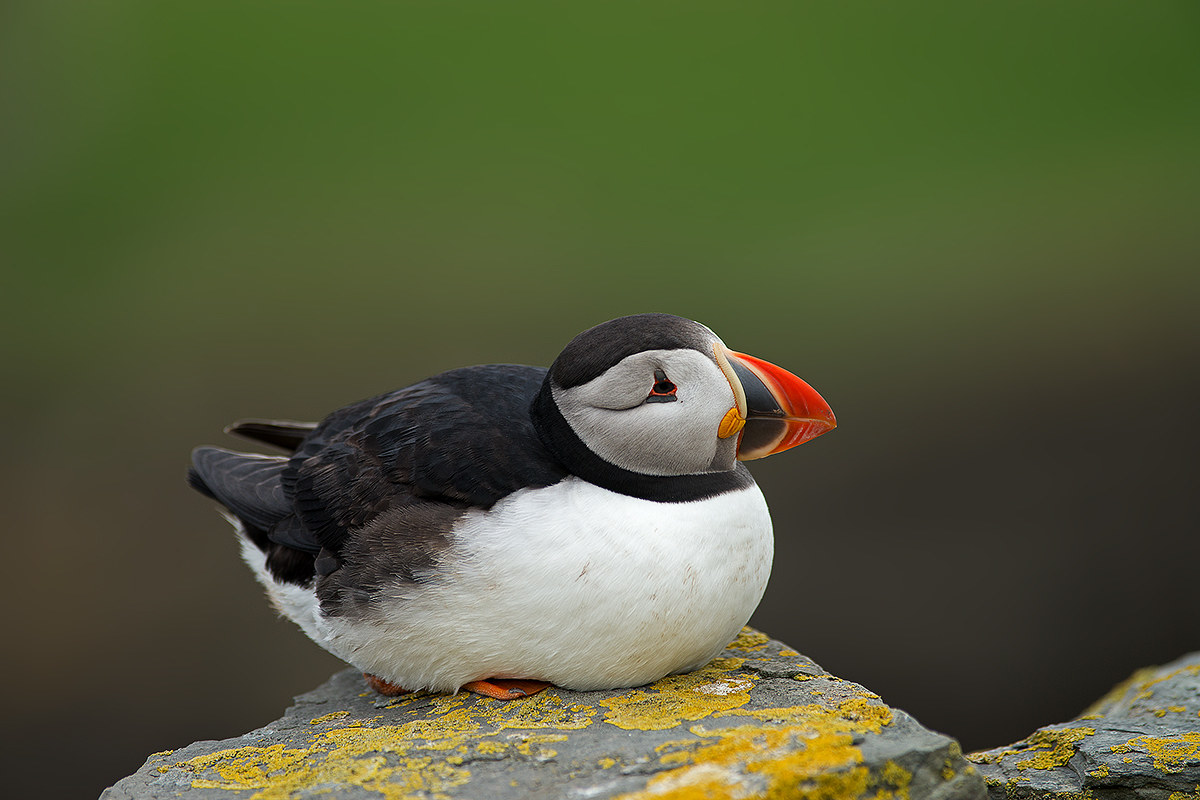 puffin