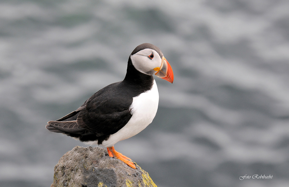 Pulcinella di mare....