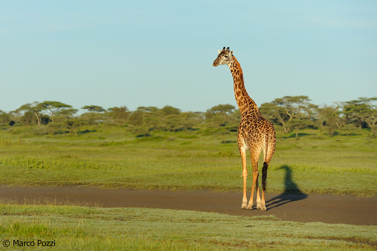 Giraffe at dawn