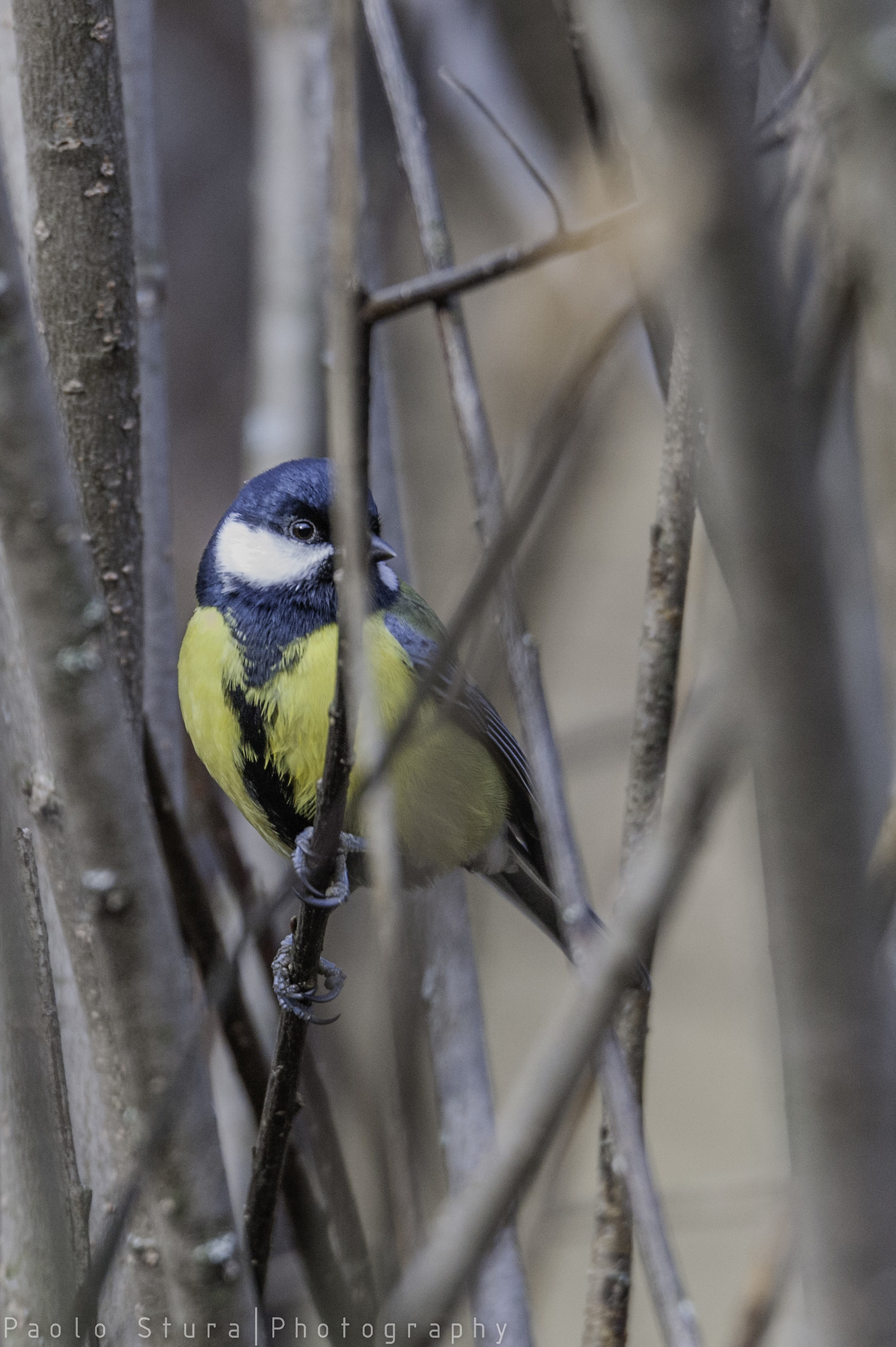 titmouse