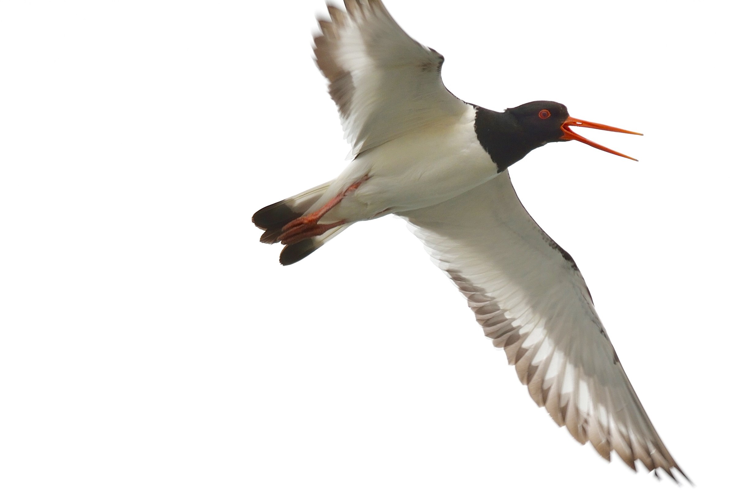 Oystercatcher ..