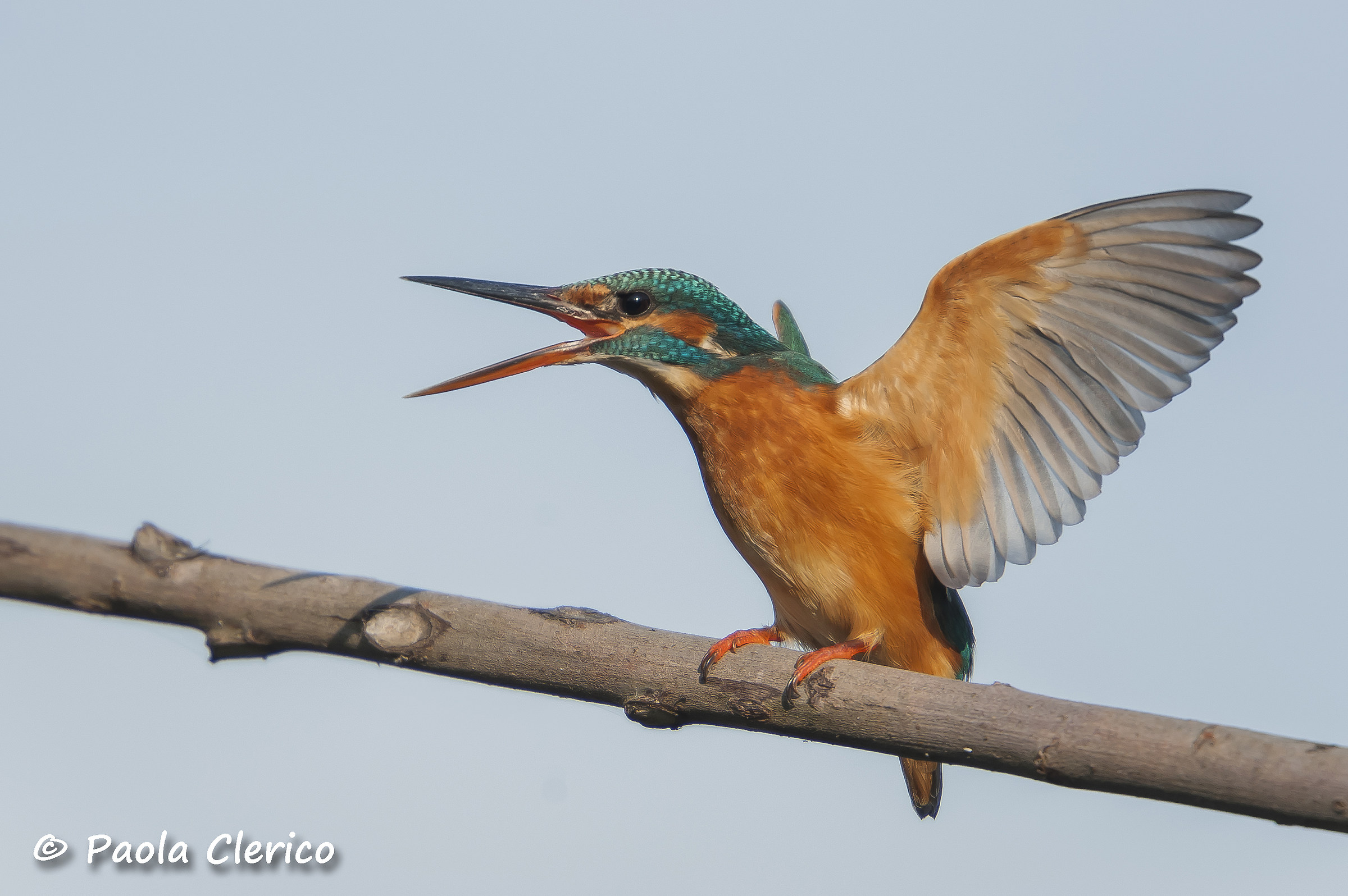 Ready to take flight