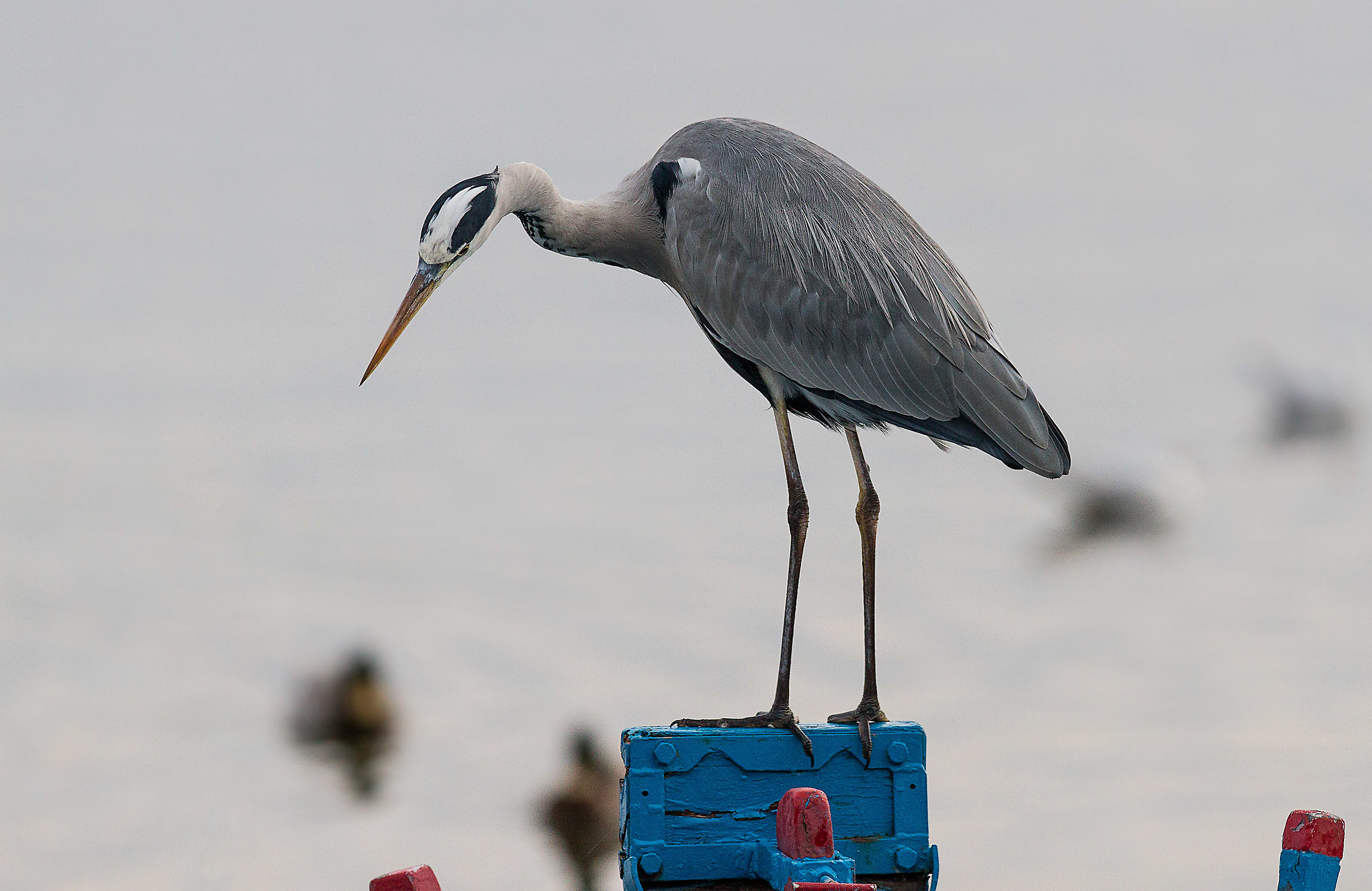 Heron boat