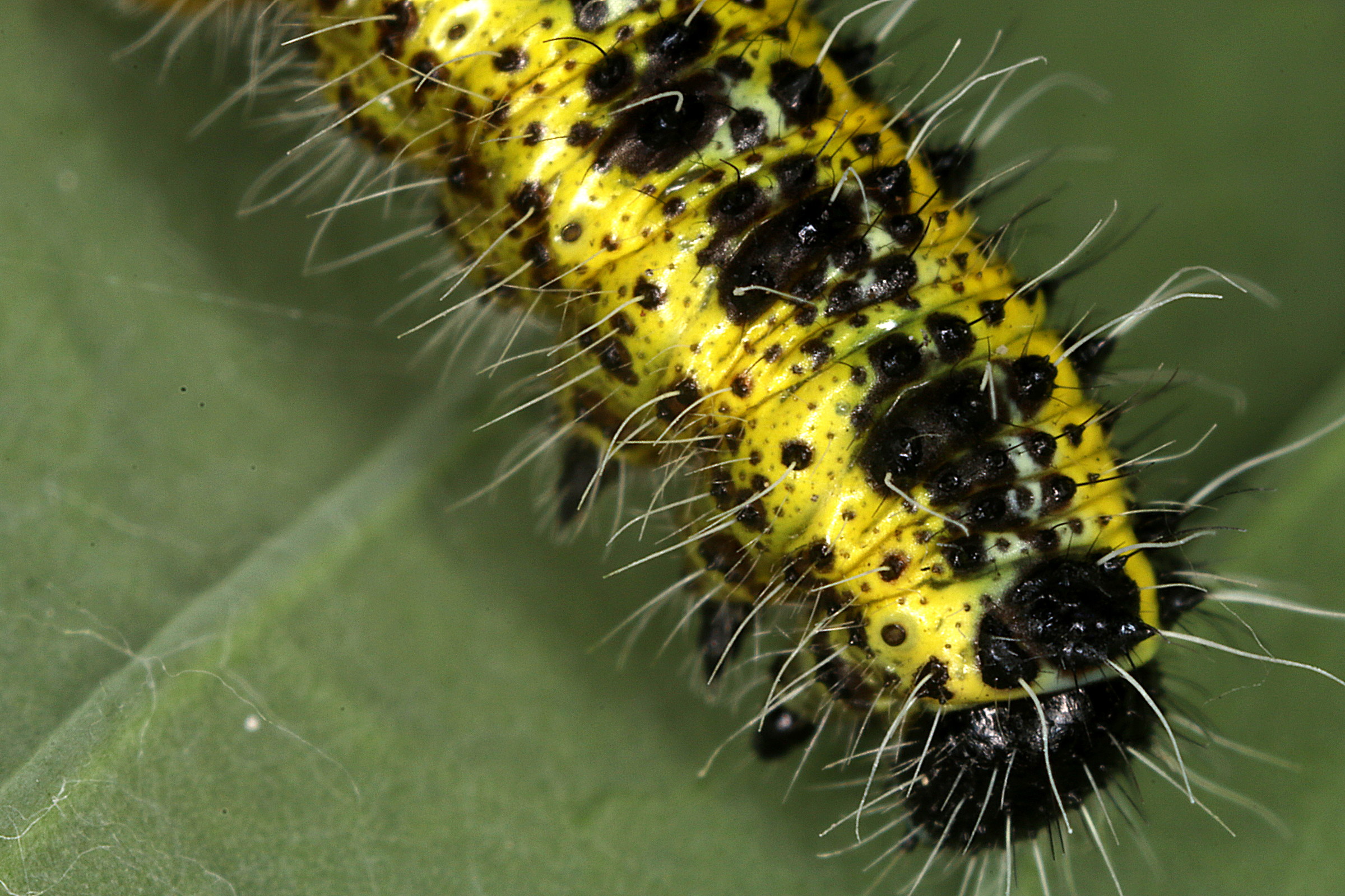 Larva di cavolaia