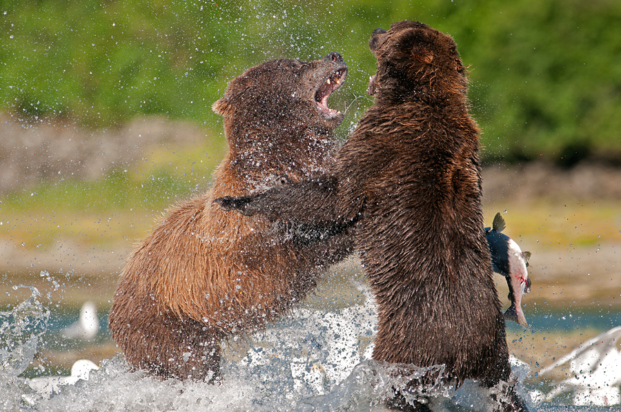 Grizzlies' fighting
