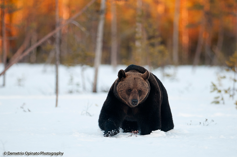 Brown bear in the swamp