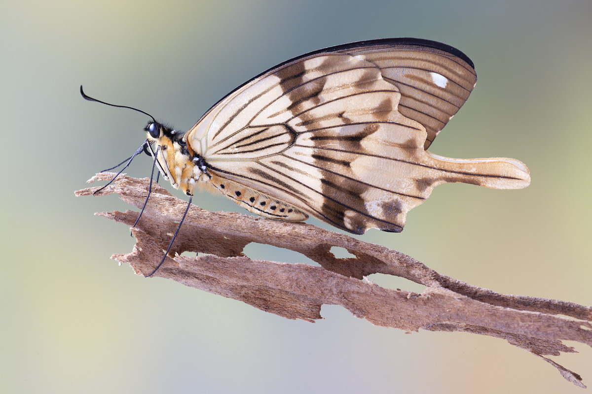Papilio dardanus