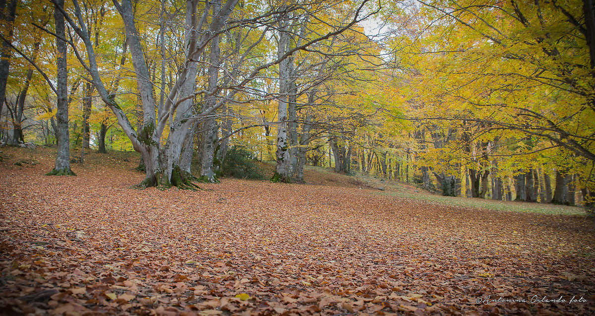 Autunno a perdita d'occhio !!