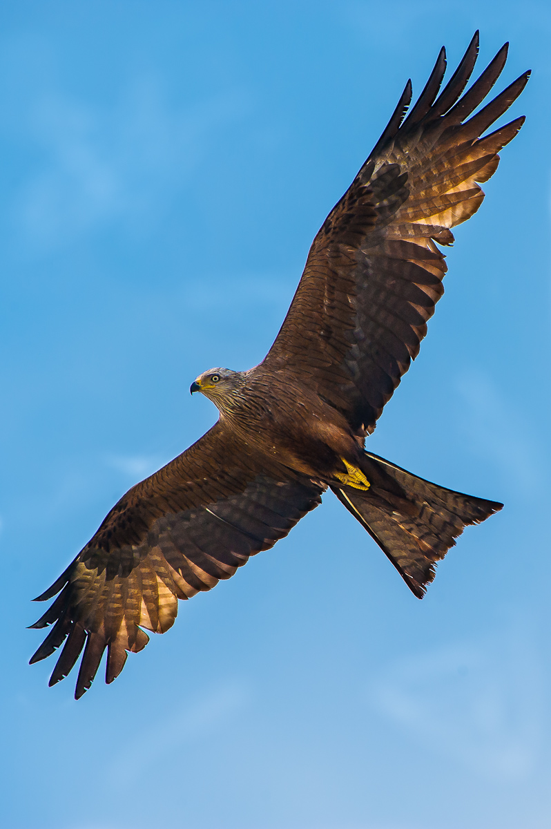 Infarto...(+ foto capanno)