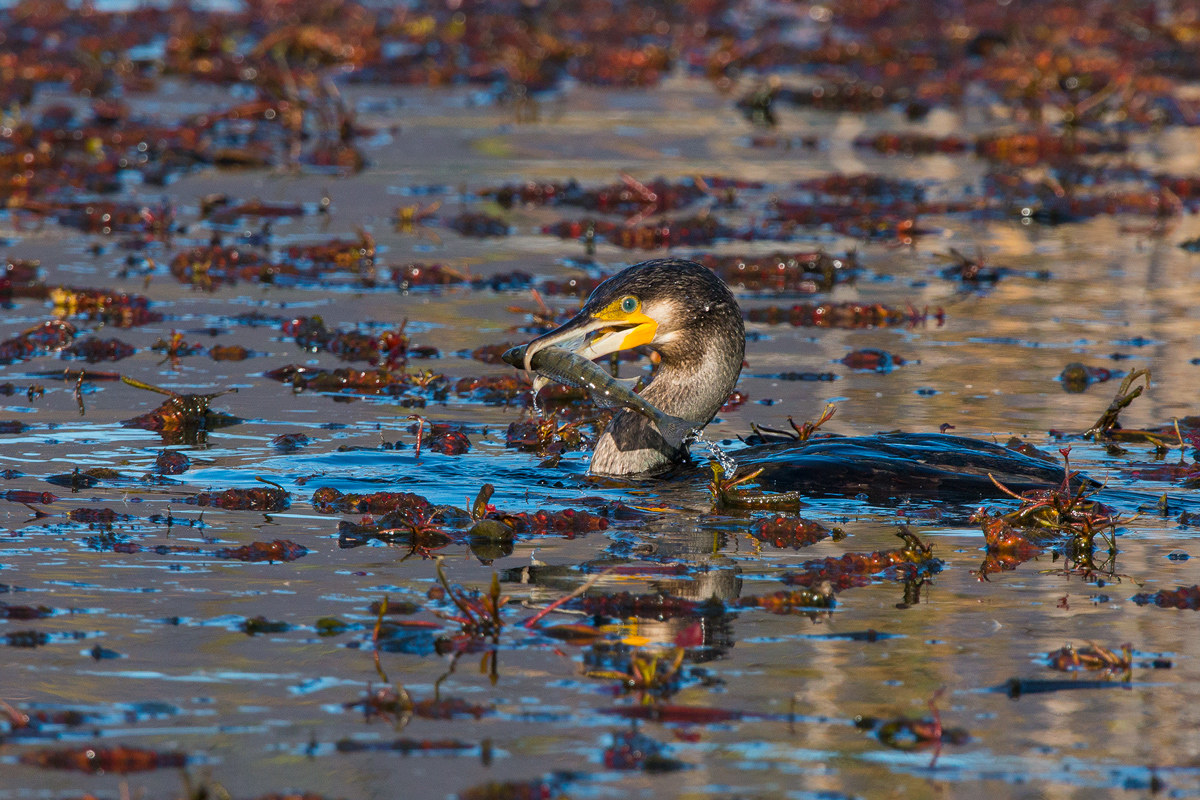 cormorano con persico