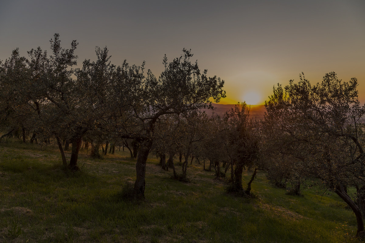 Sunset among the olive trees