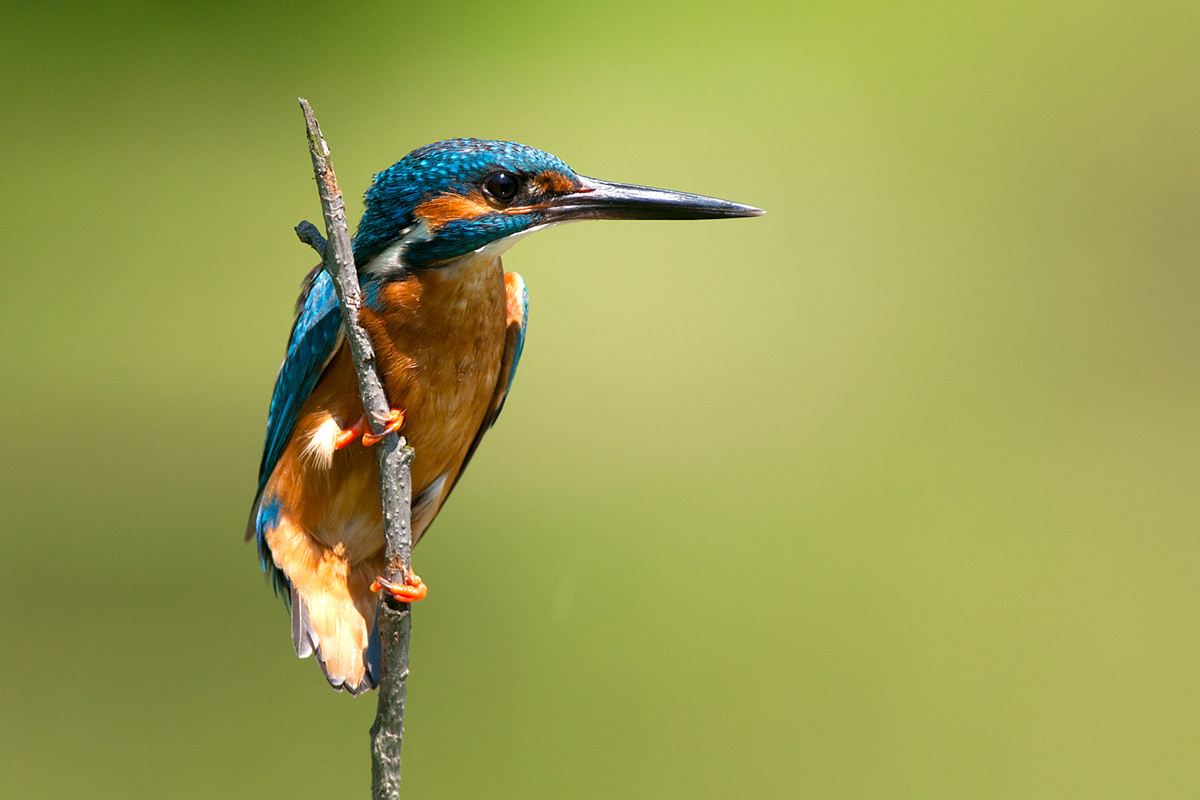 small Venetian lookout ...