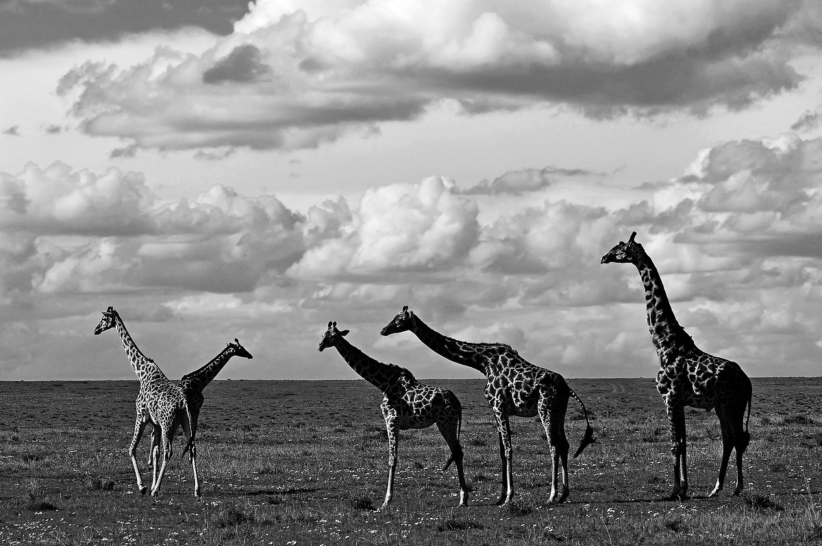 Giraffes of Mara