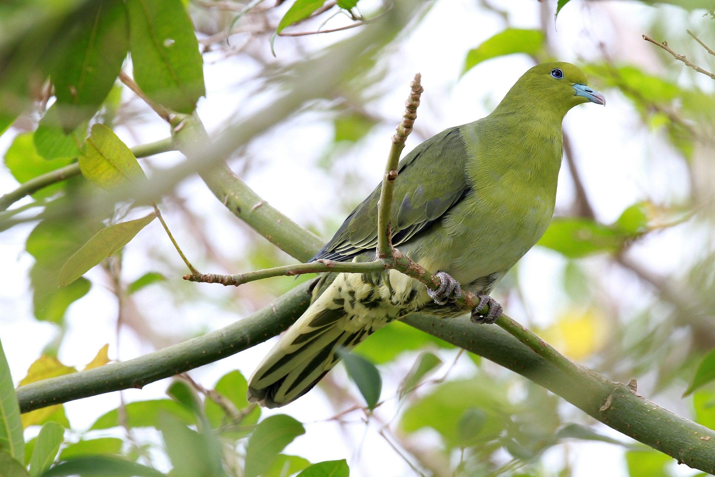 Bianco-gonfiata Green-piccione