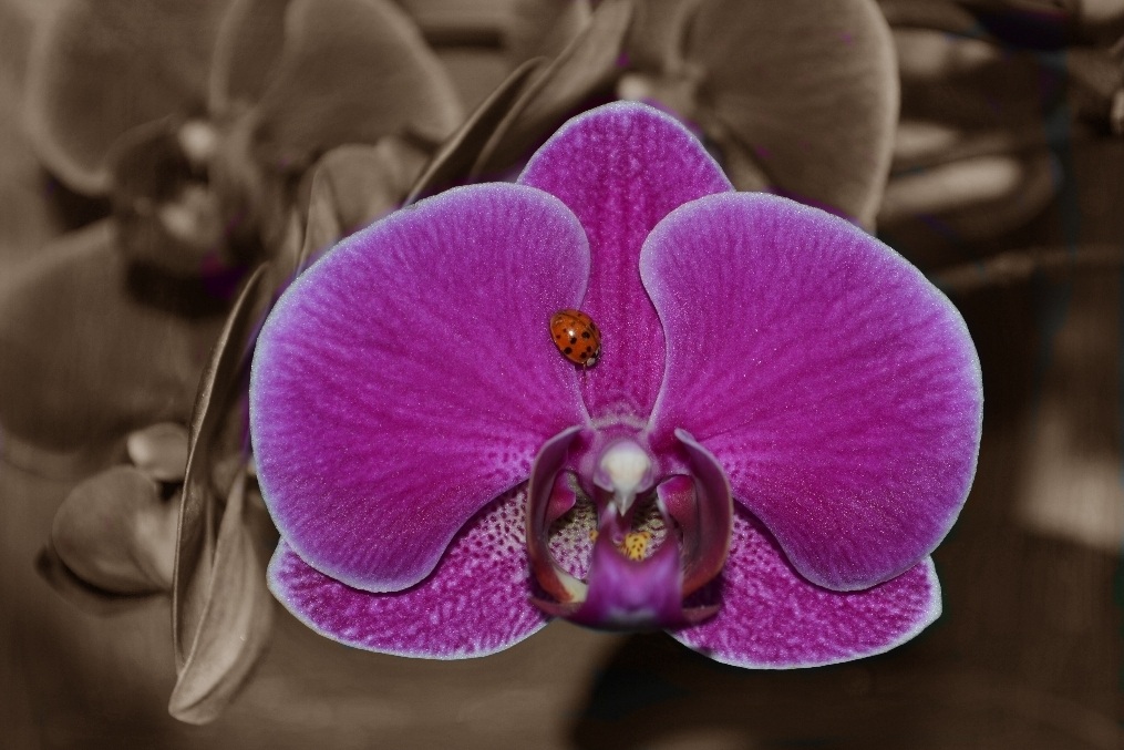 coccinella su orchidea