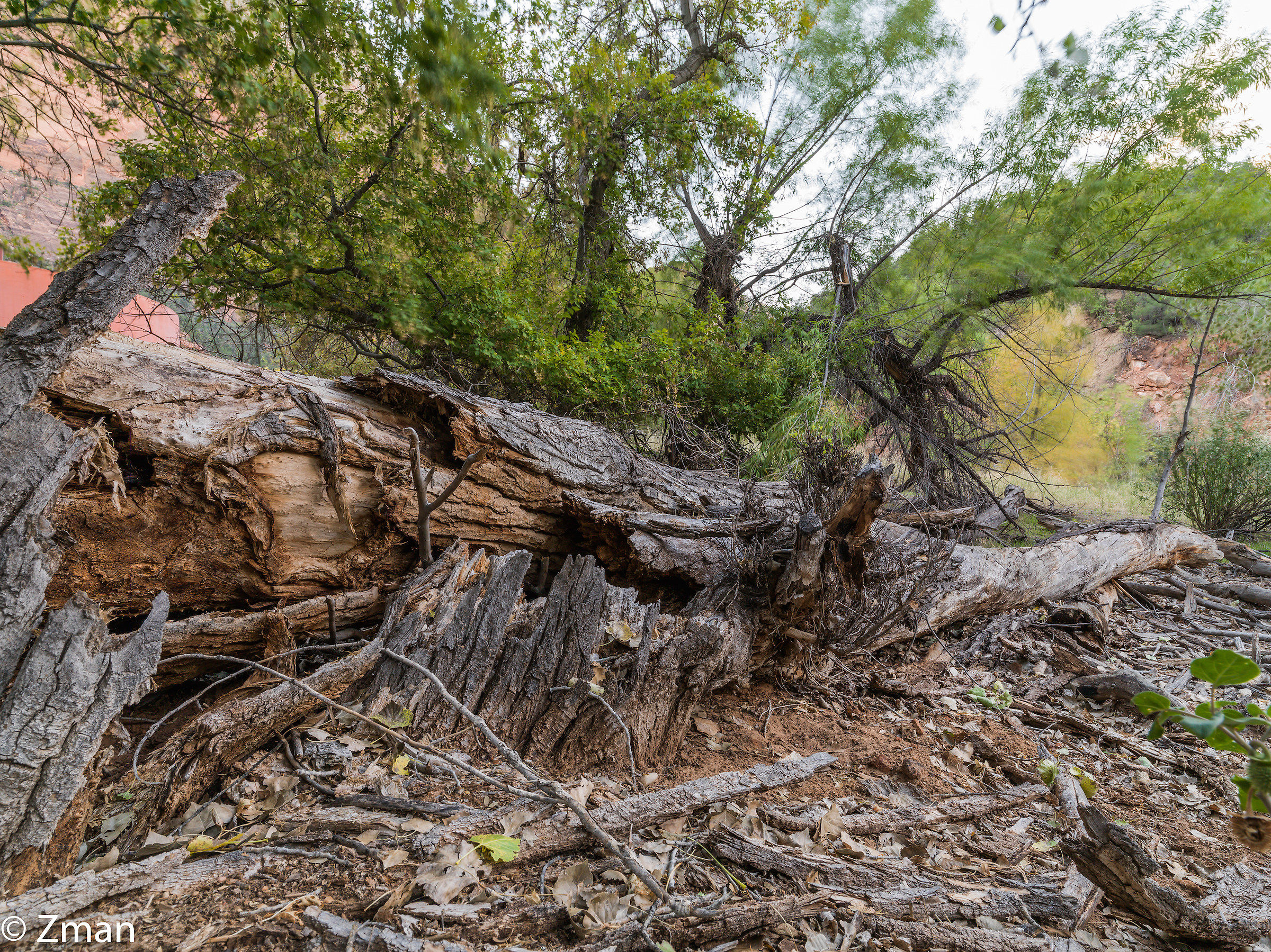 Zion National Park