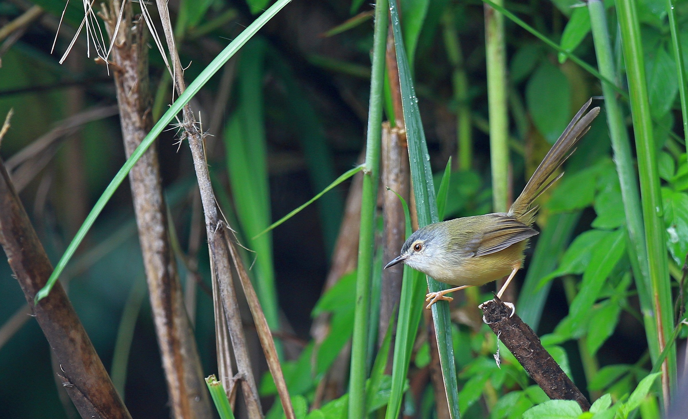 Prinia ventre giallo
