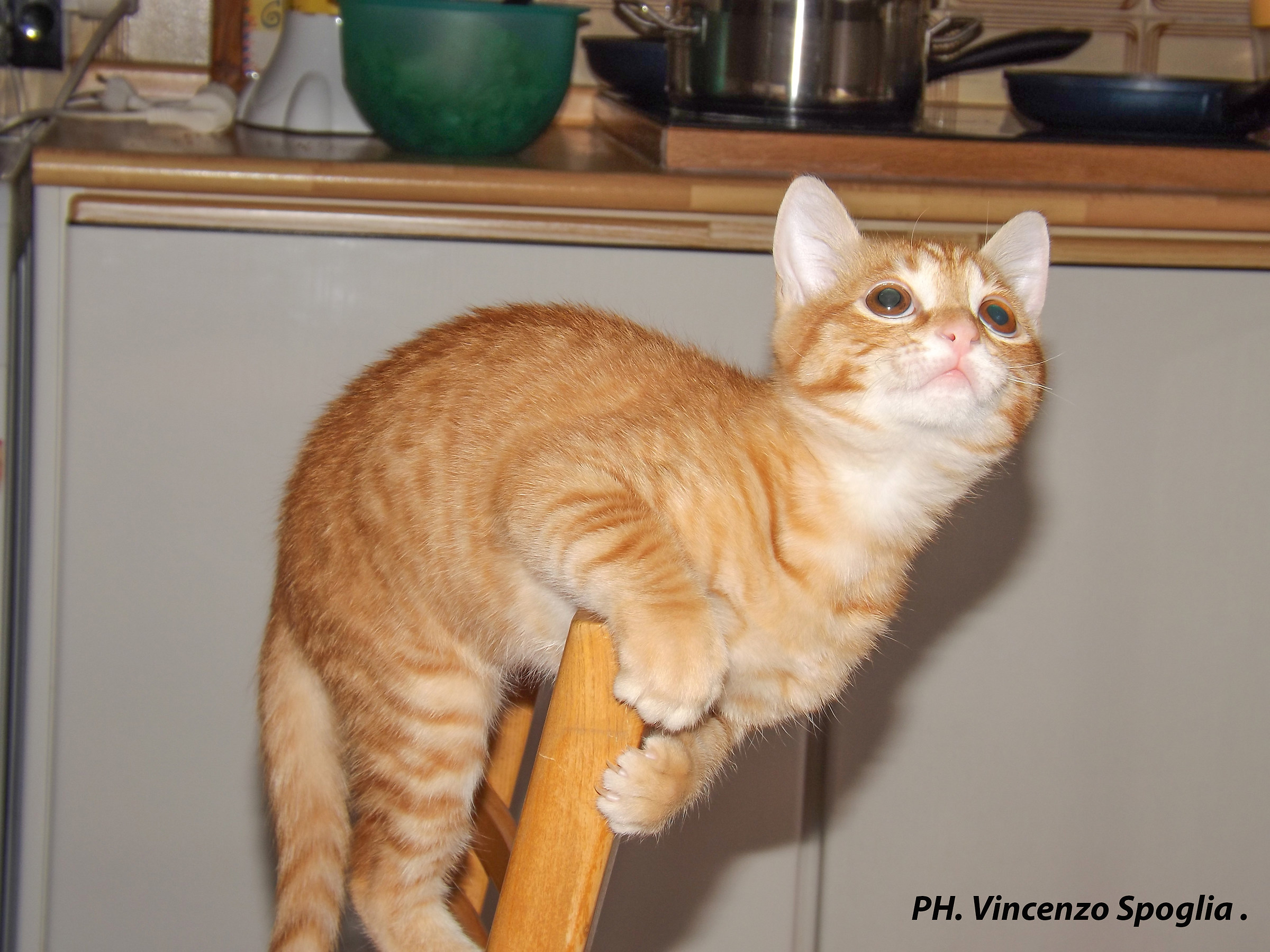 Tommy in acrobazie sulla sedia.