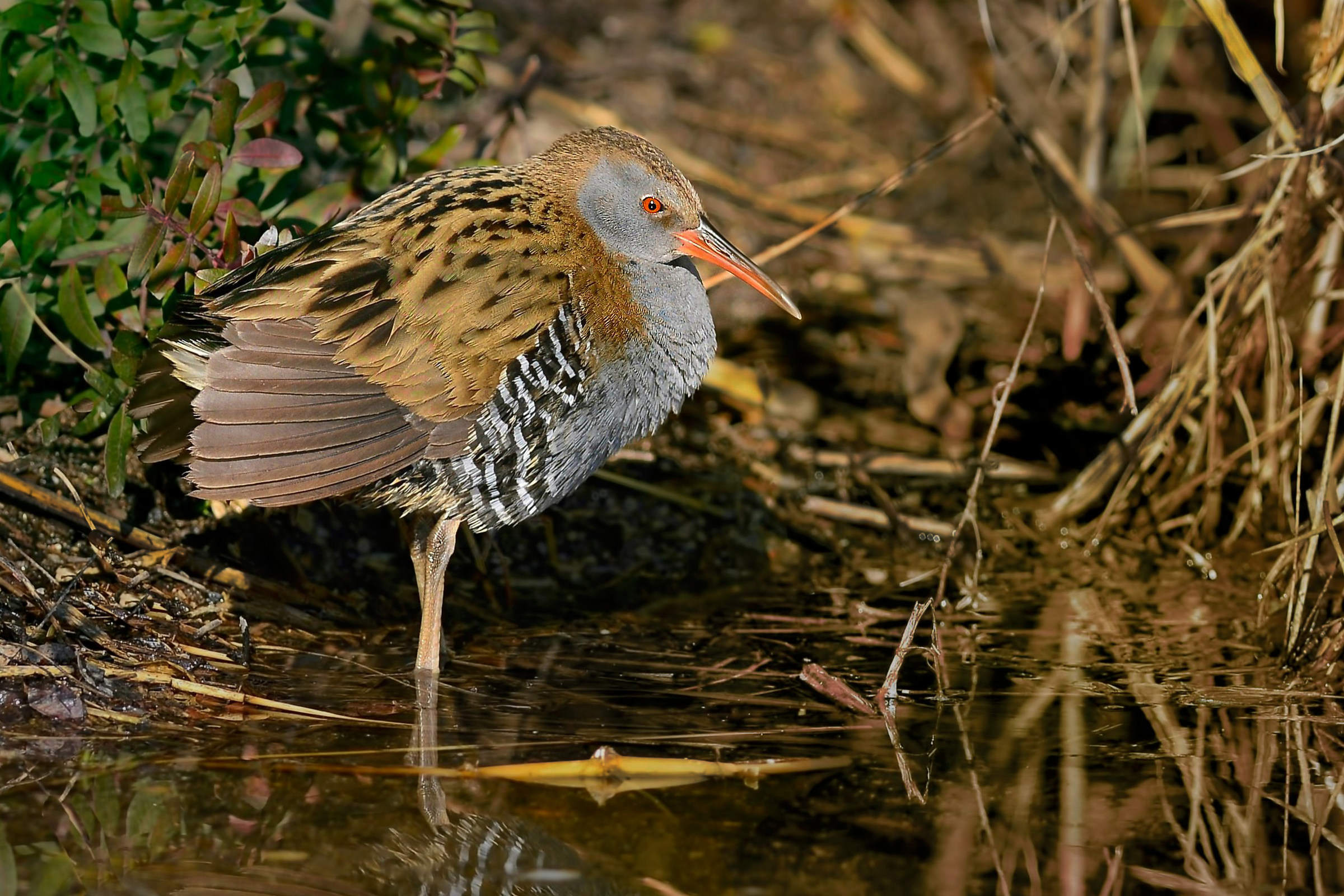 porciglione al tramonto