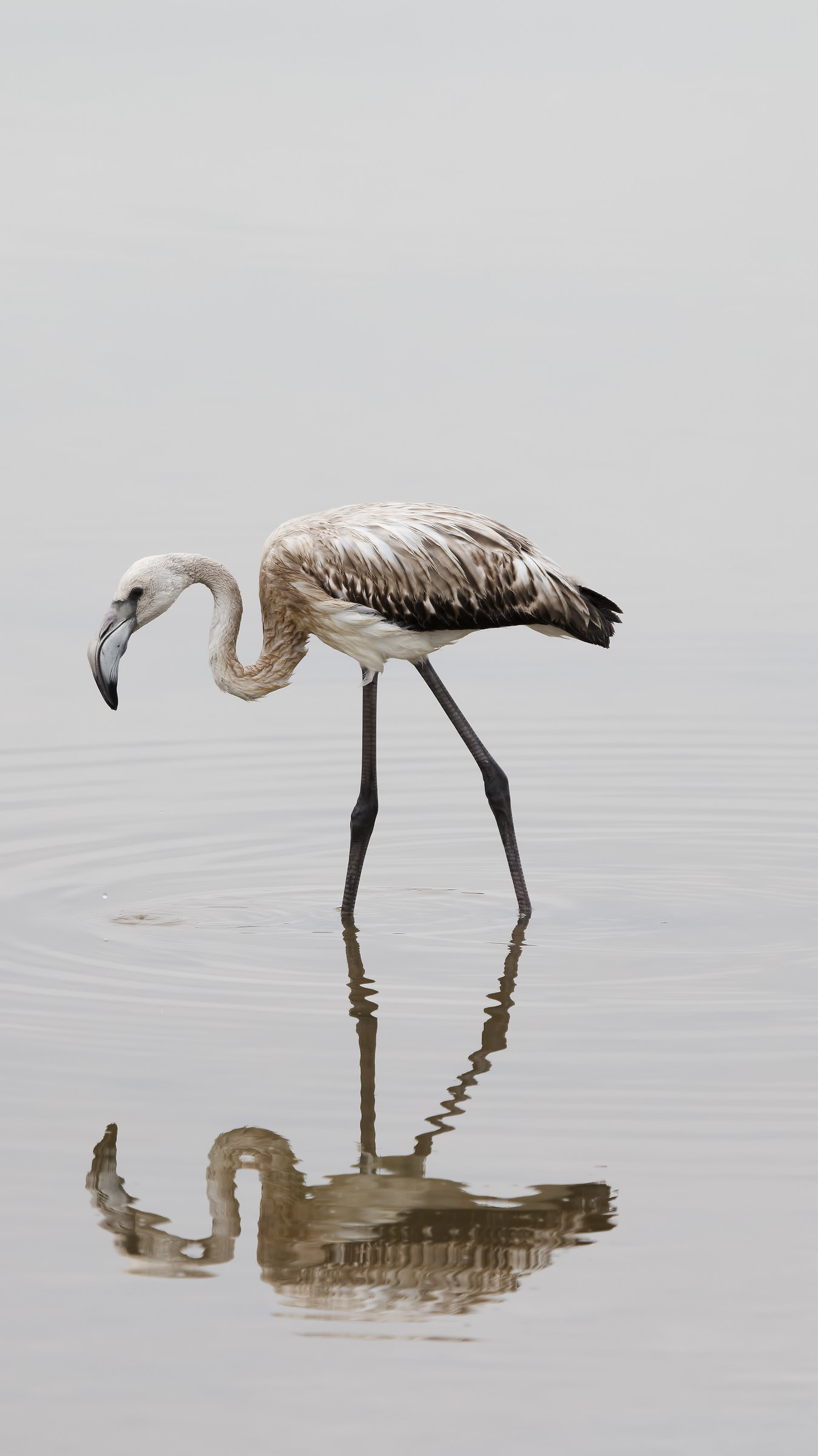 Fenicottero al Molentargius (Cagliari)
