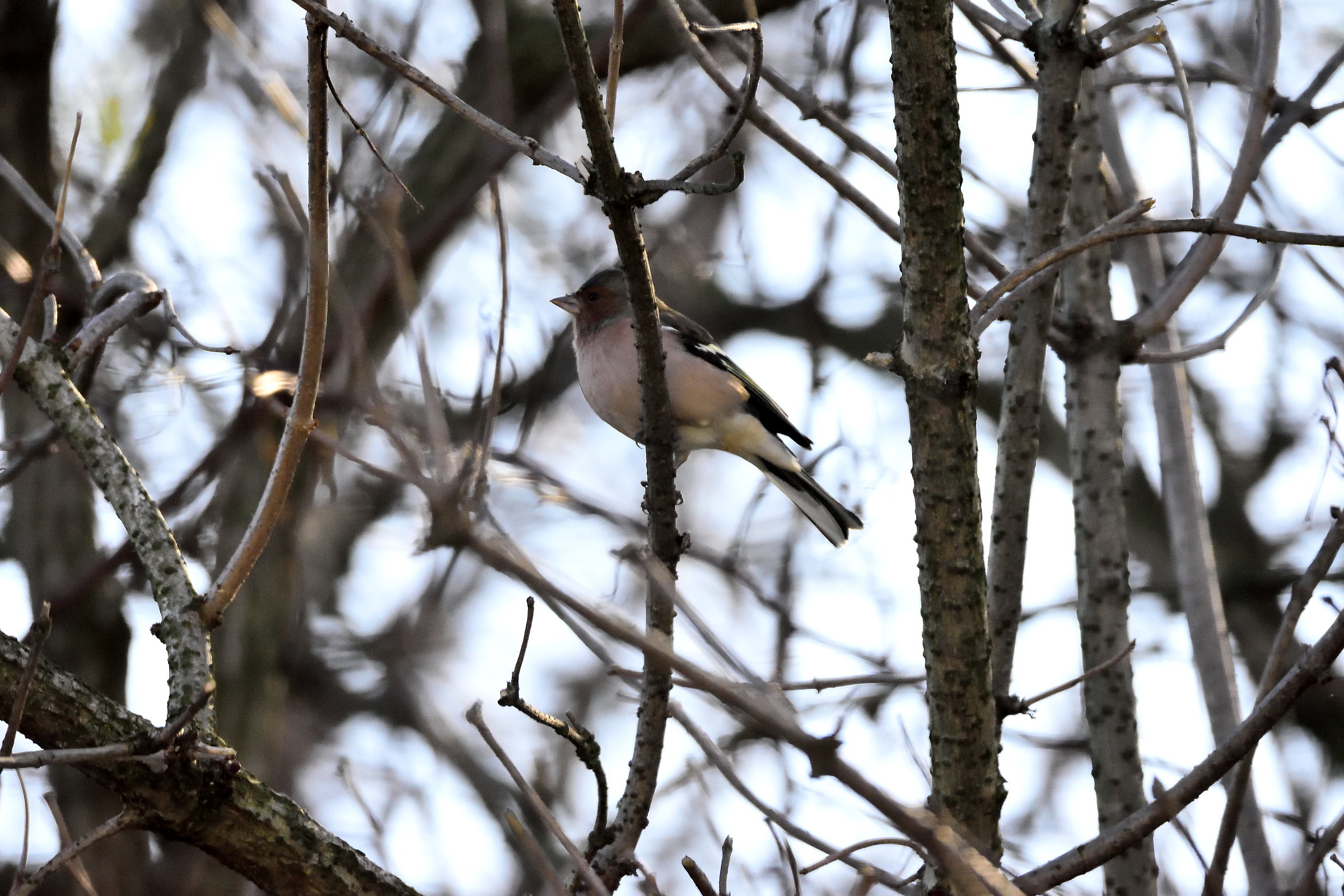 subject to be identified