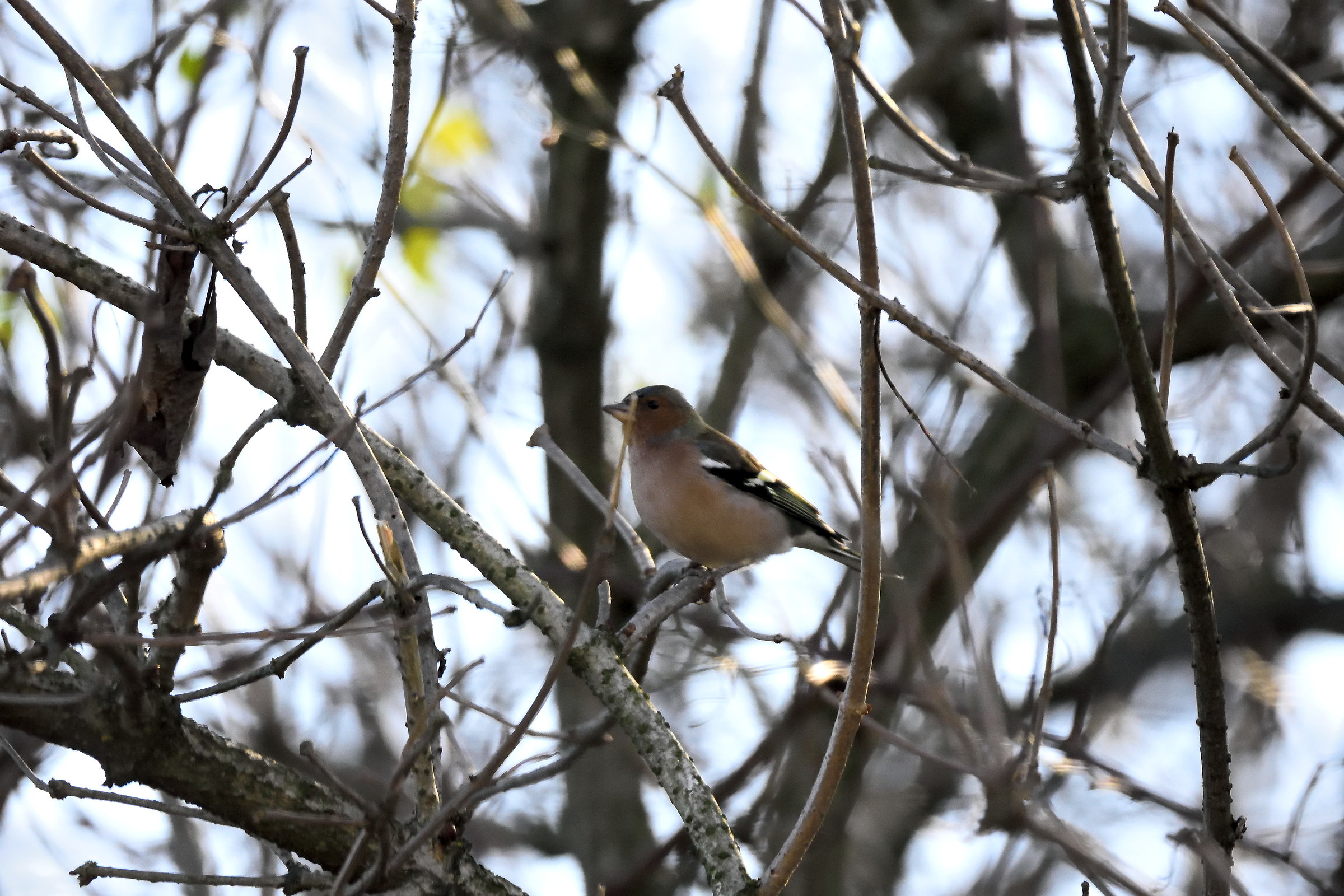 object to be identified