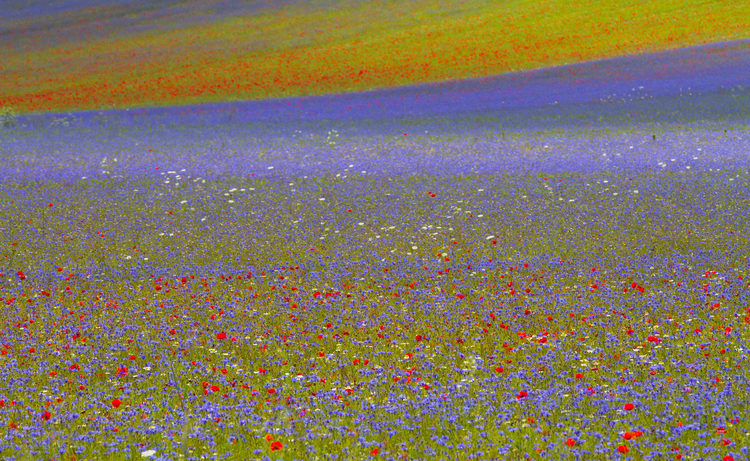 Flowering in Castelluccio