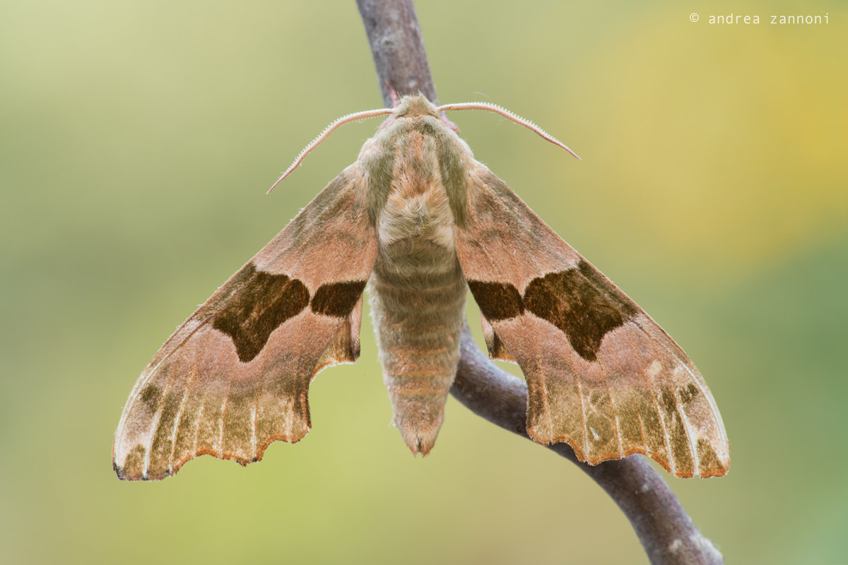 Mimas tiliae (Sphinx of lime)