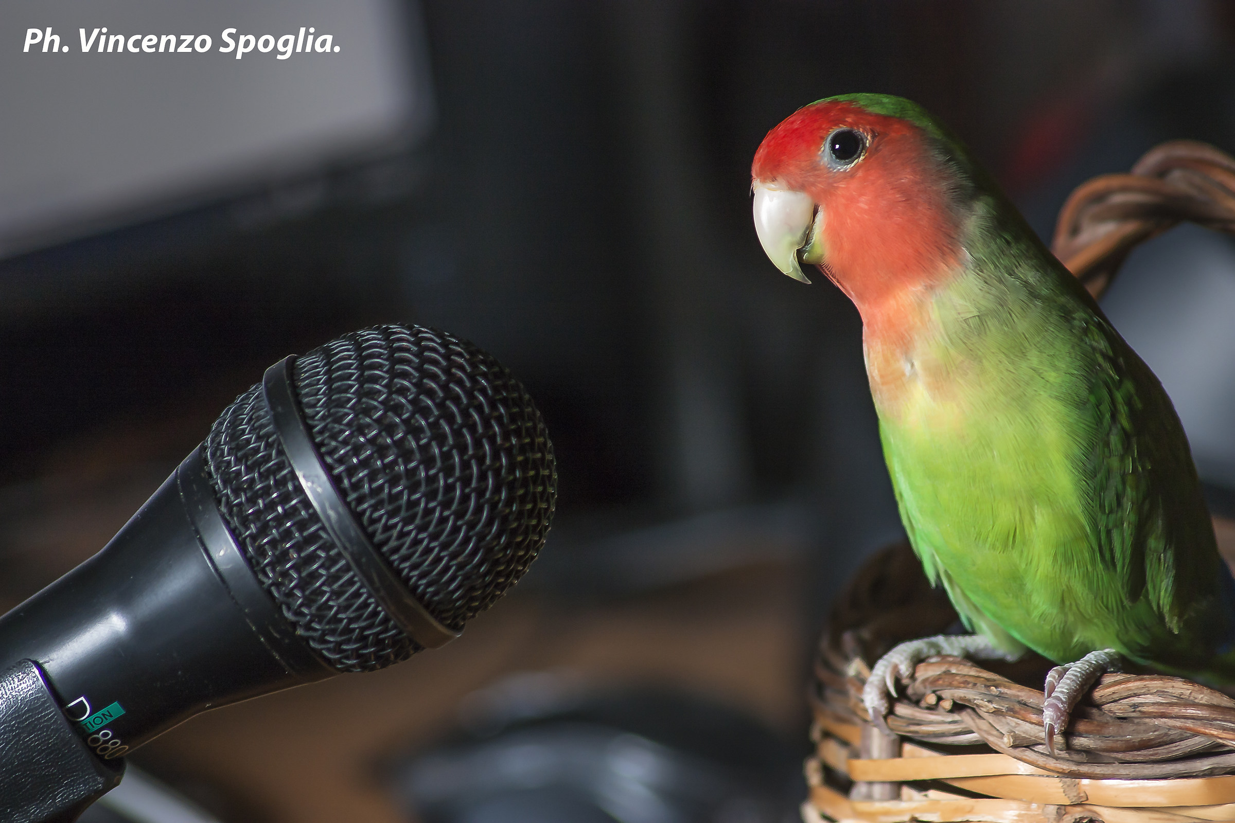 Agapornis cantante :)