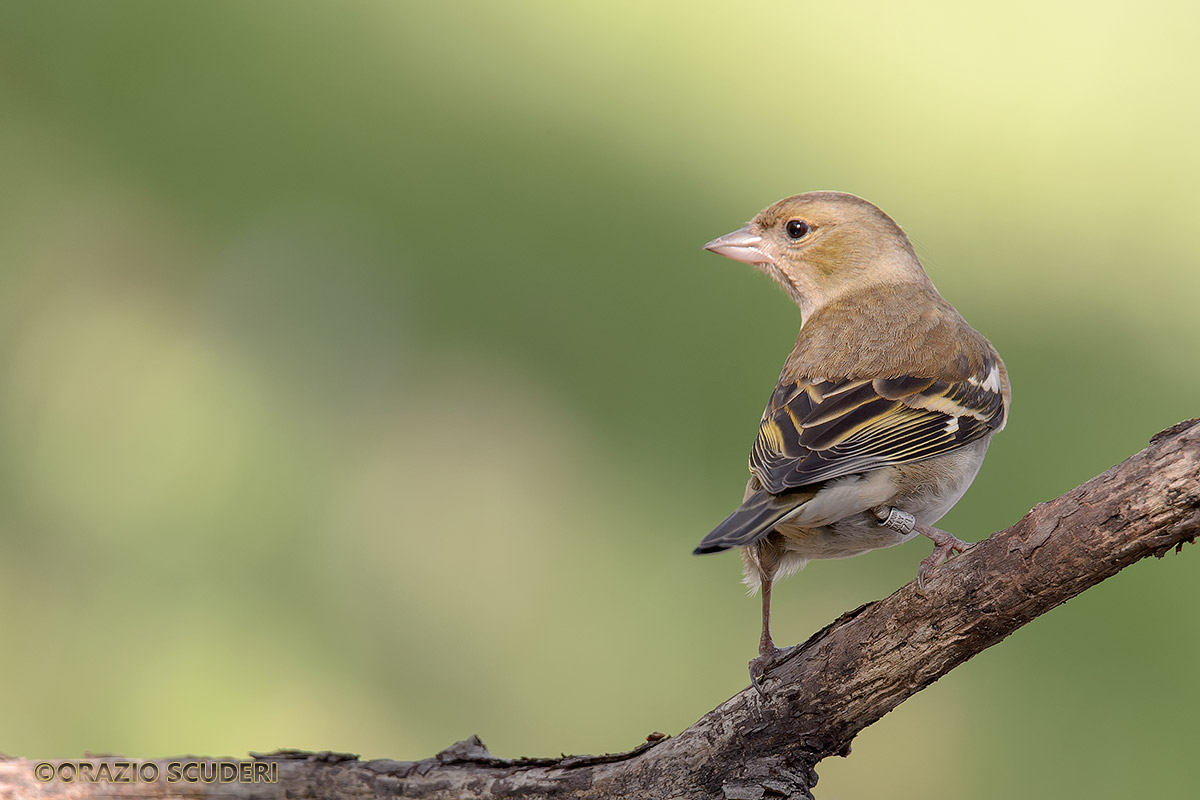 Fringilla coelebs