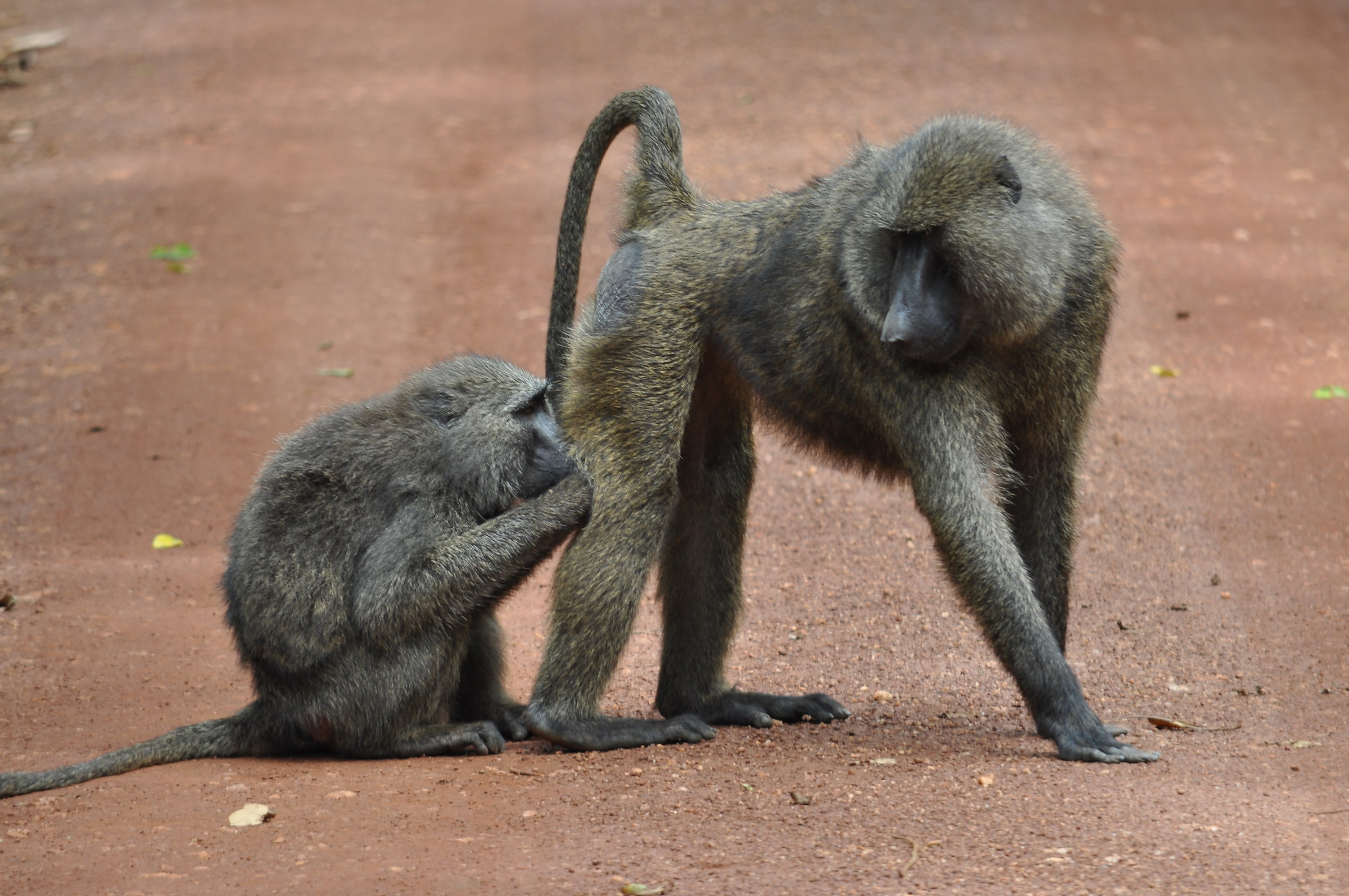 baboons