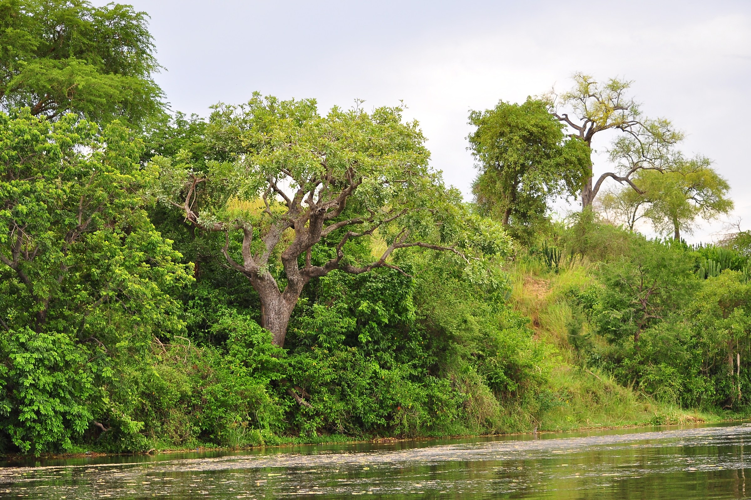 on the banks of the Nile