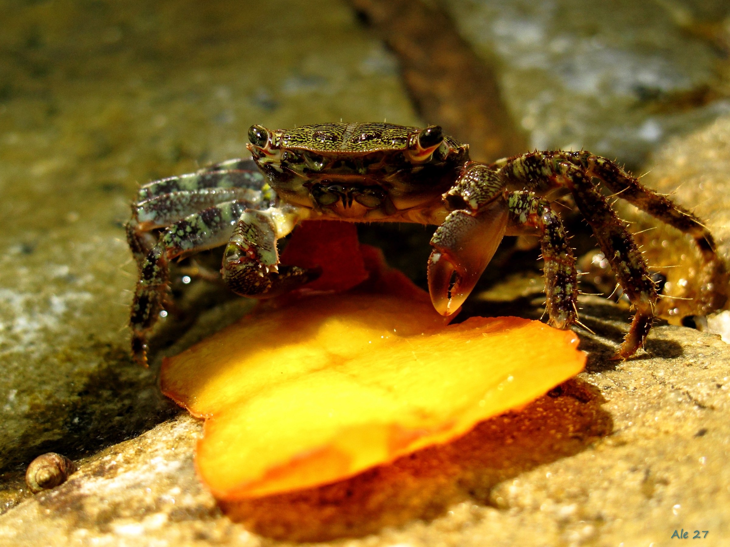 oggi il menu' propone ...  frutta !!