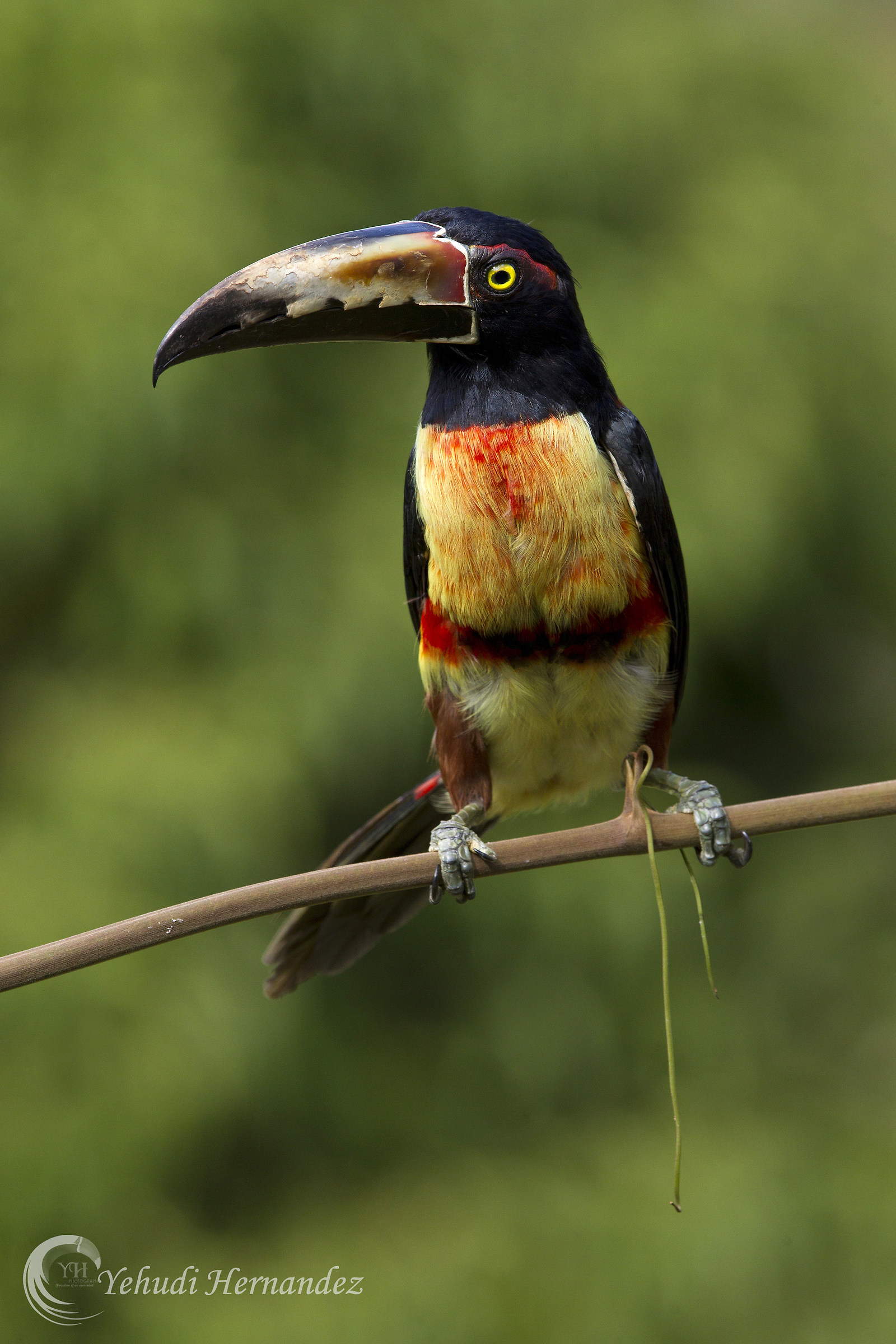 Aracari