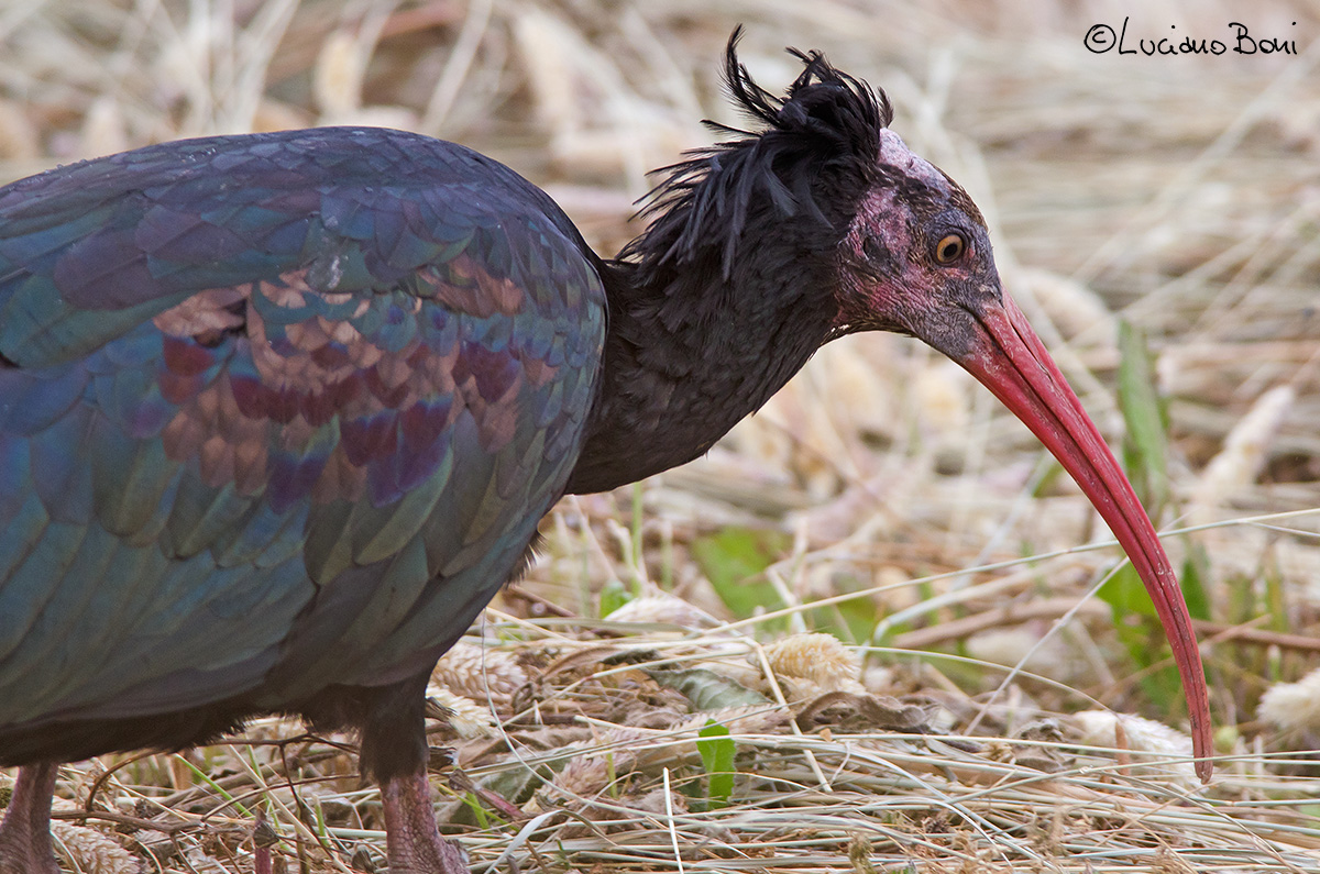 Bald Ibis (Geronticus hermit) 2