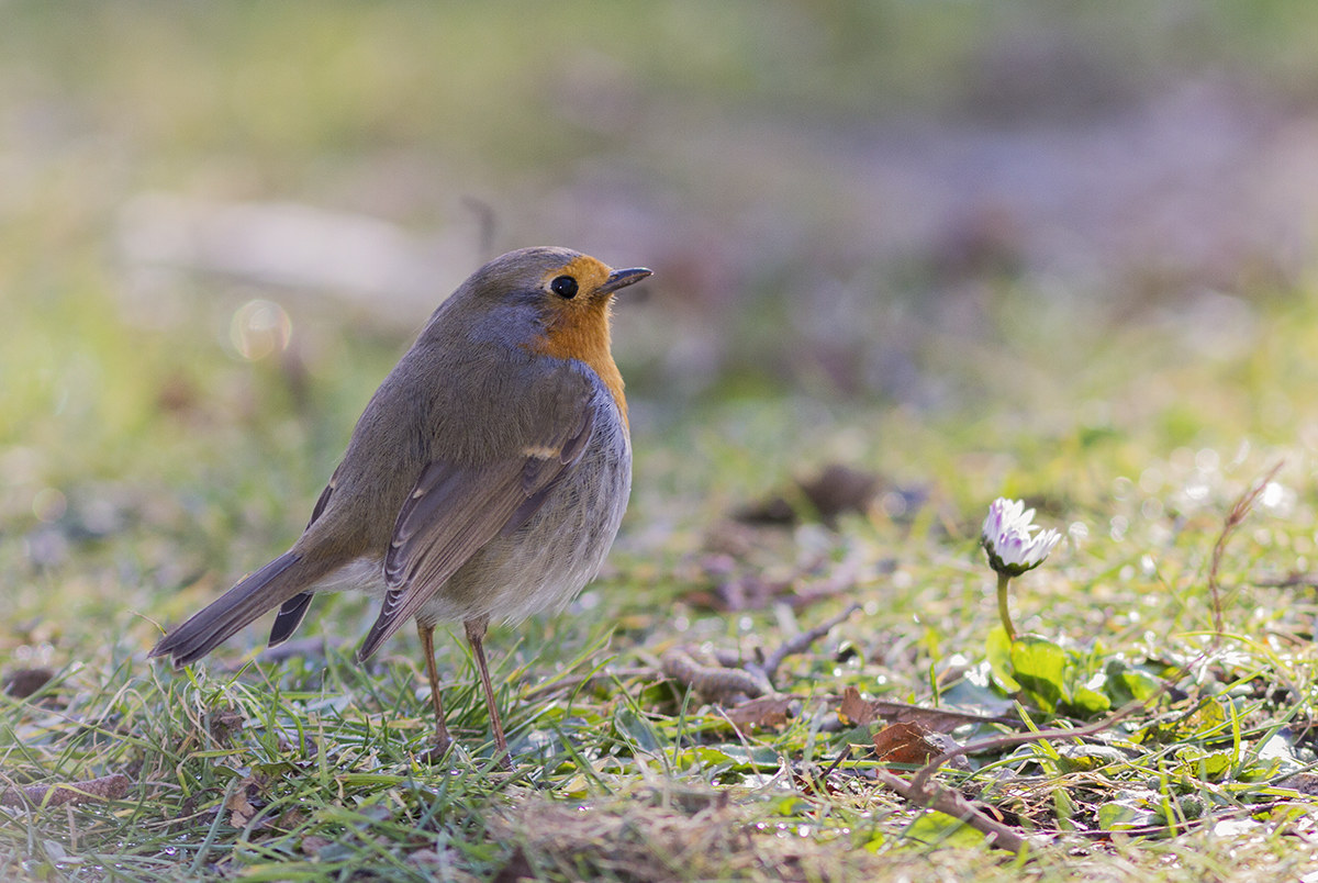 Robin and Marguerite