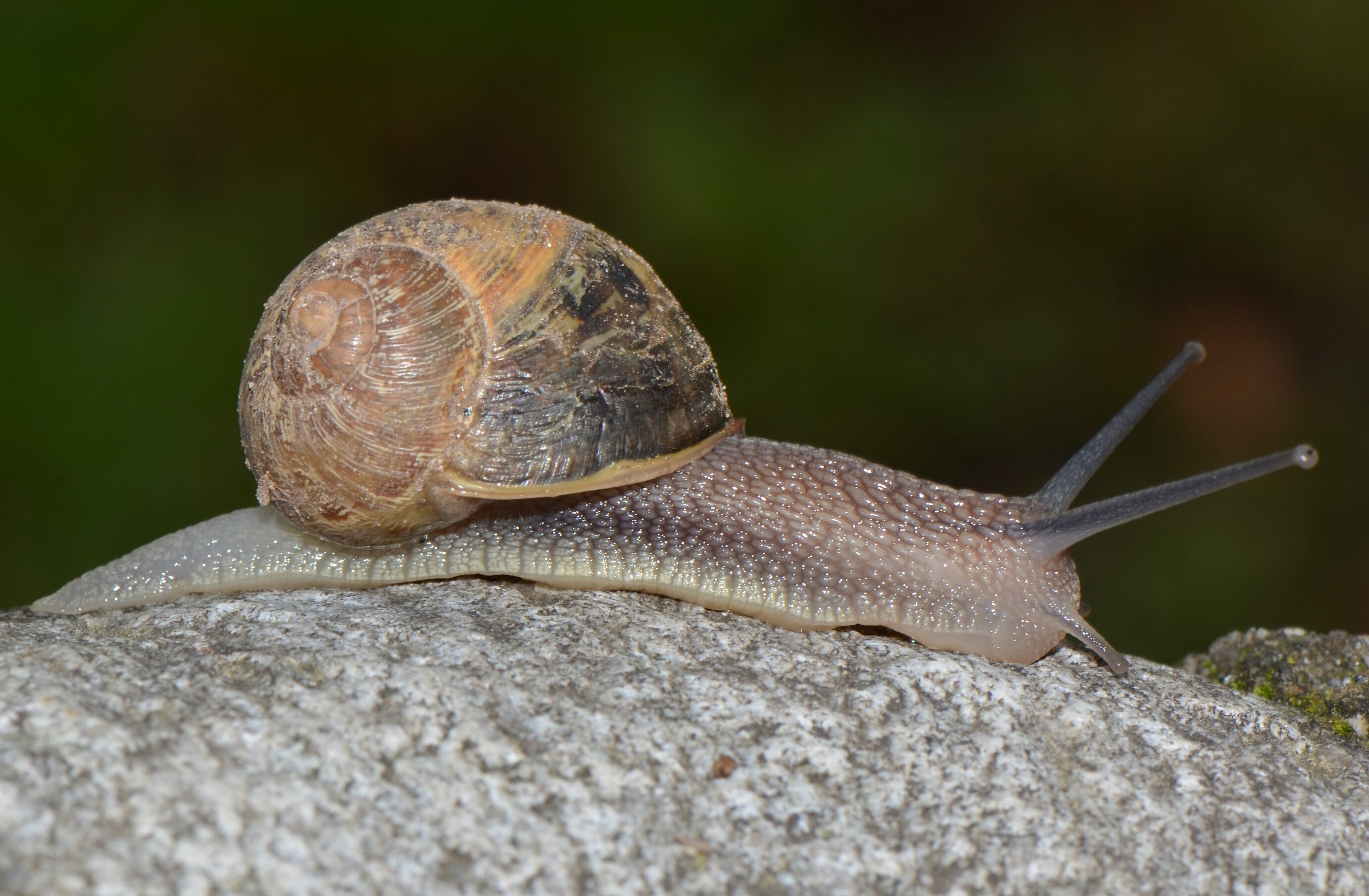 Cryptomphalus asperus