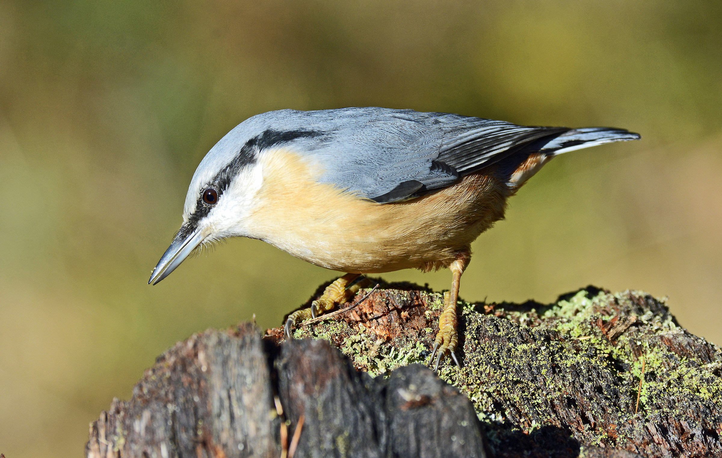 Nuthatch