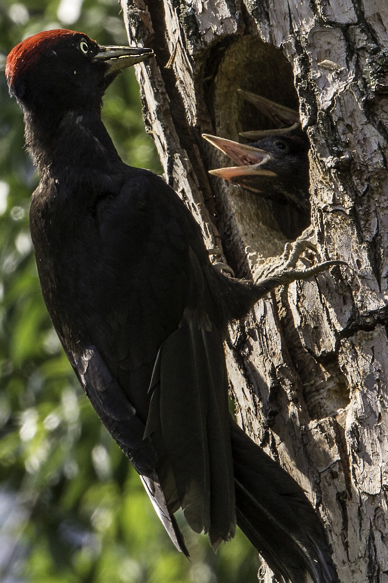 I pulli del picchio nero