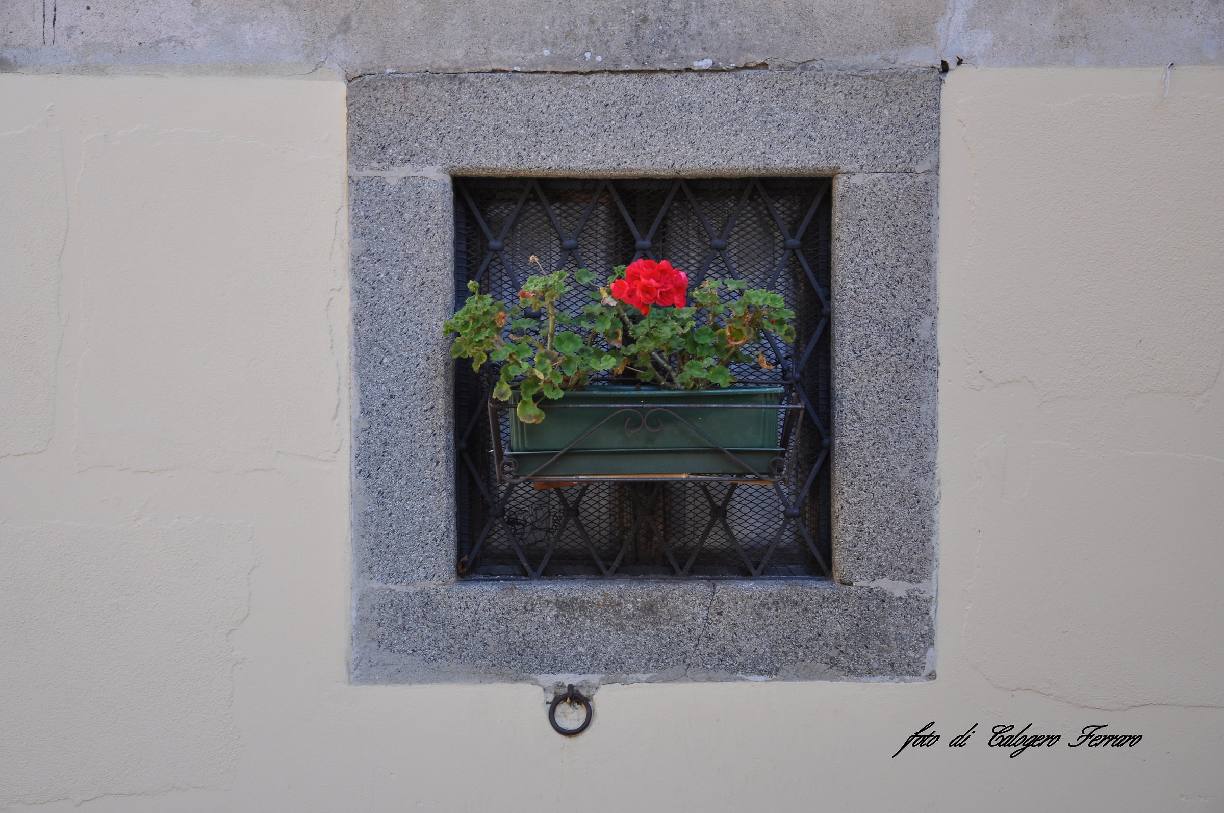 The red flower of Altino