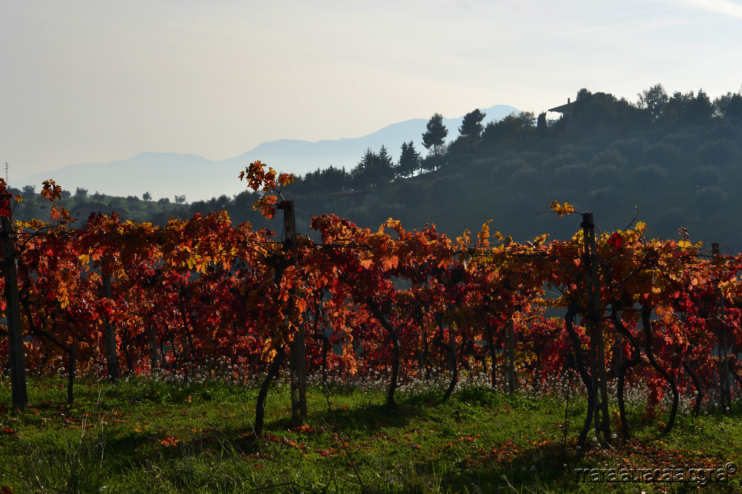 Vineyards in the province of Teramo