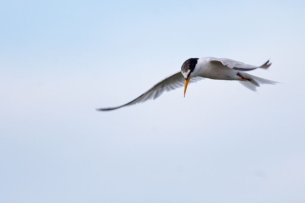 Little Tern